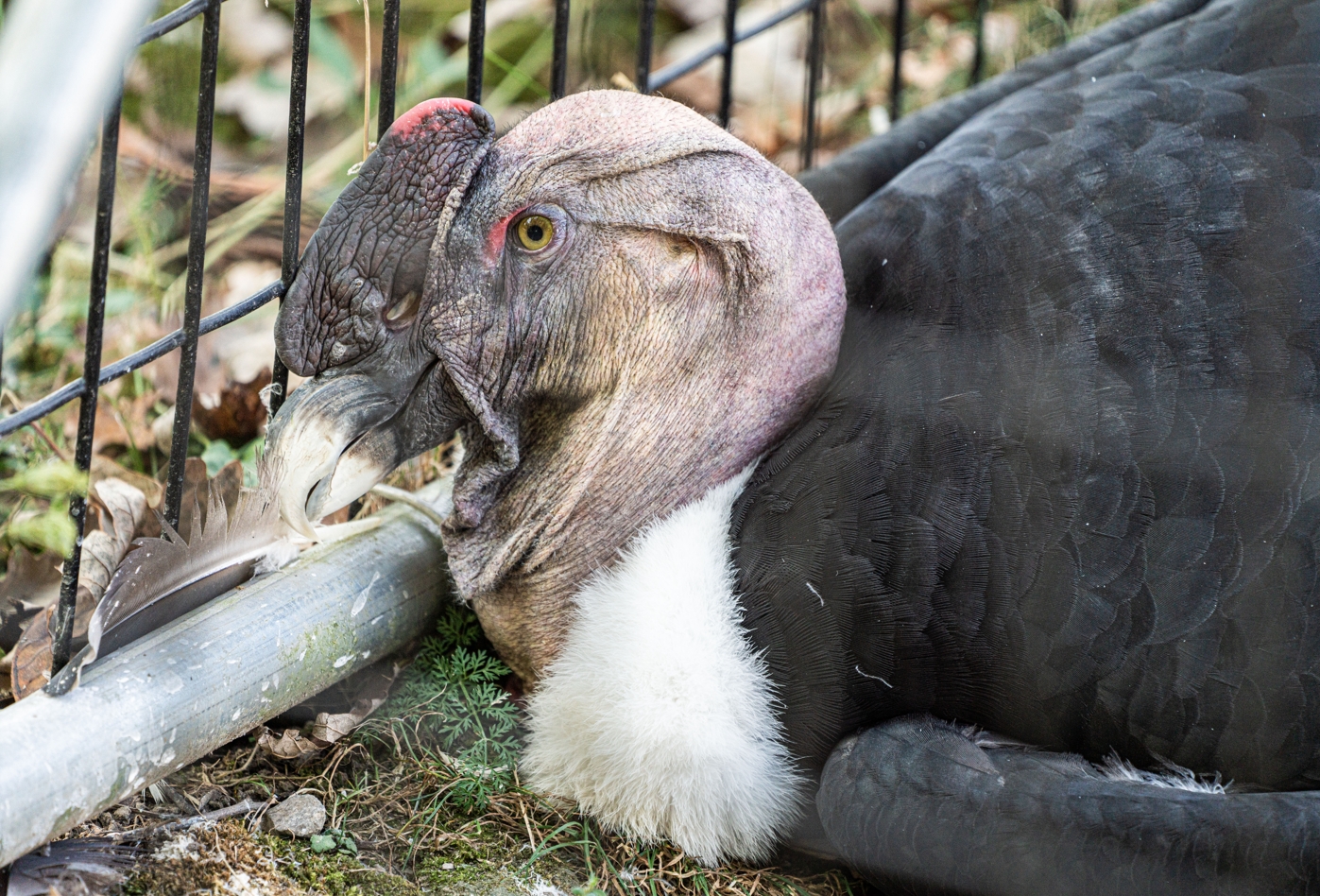 Tucker the male Andean Condor