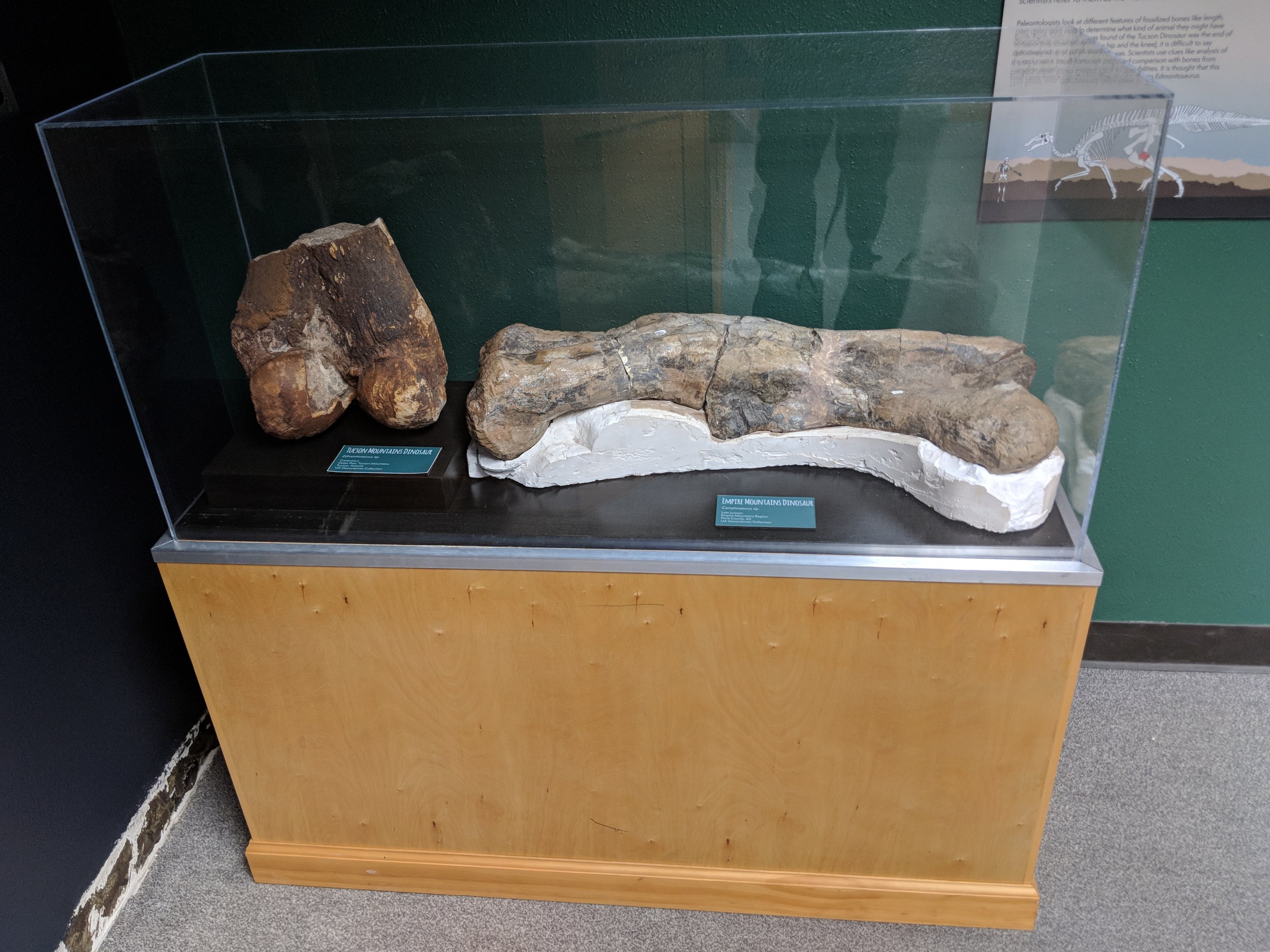 Tucson Mountain Dinosaur (Left) and Empire Mountain Dinosaur (Right)