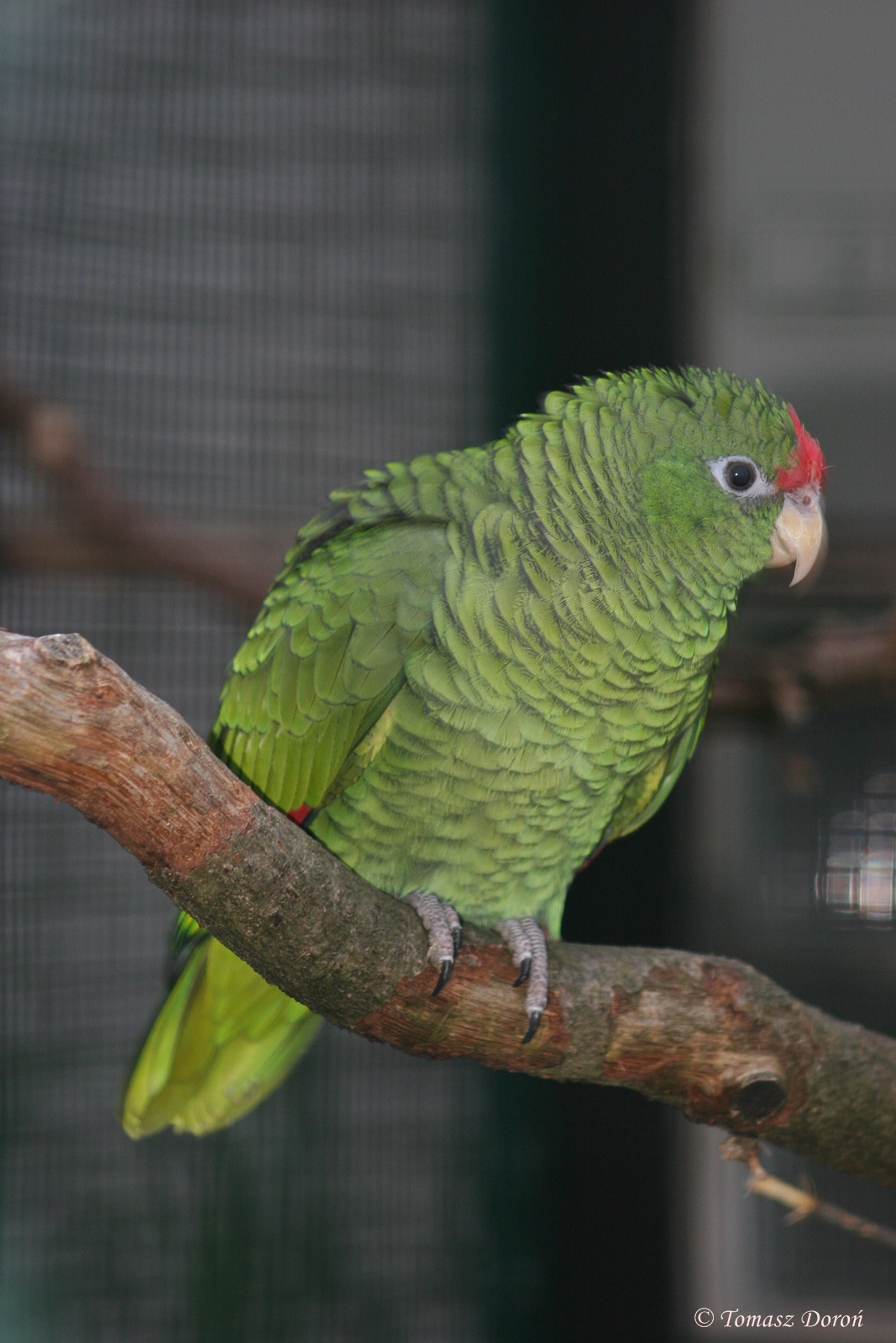 Tucuman Amazon (Amazona tucumana)