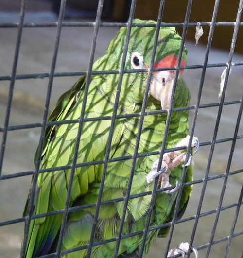 Tucuman amazon (Amazona tucumana)
