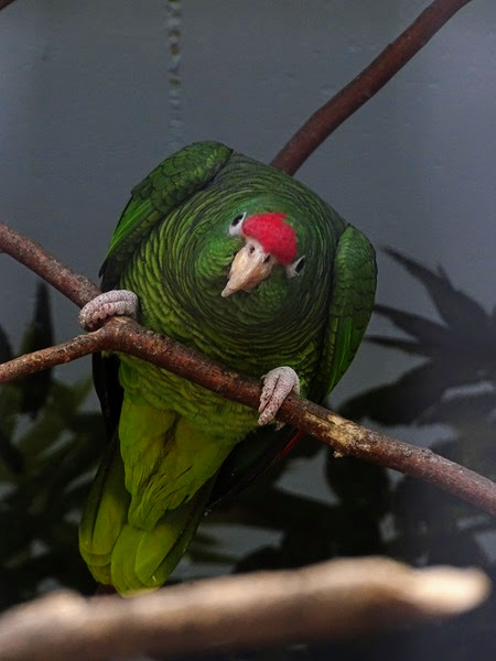 Tucuman amazon (Amazona tucumana)