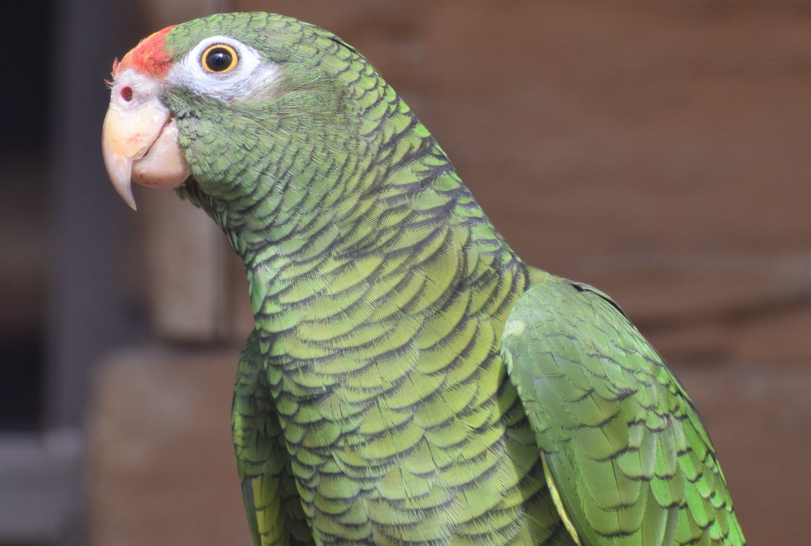 Tucuman amazon - Papouščí Zoo Bošovice