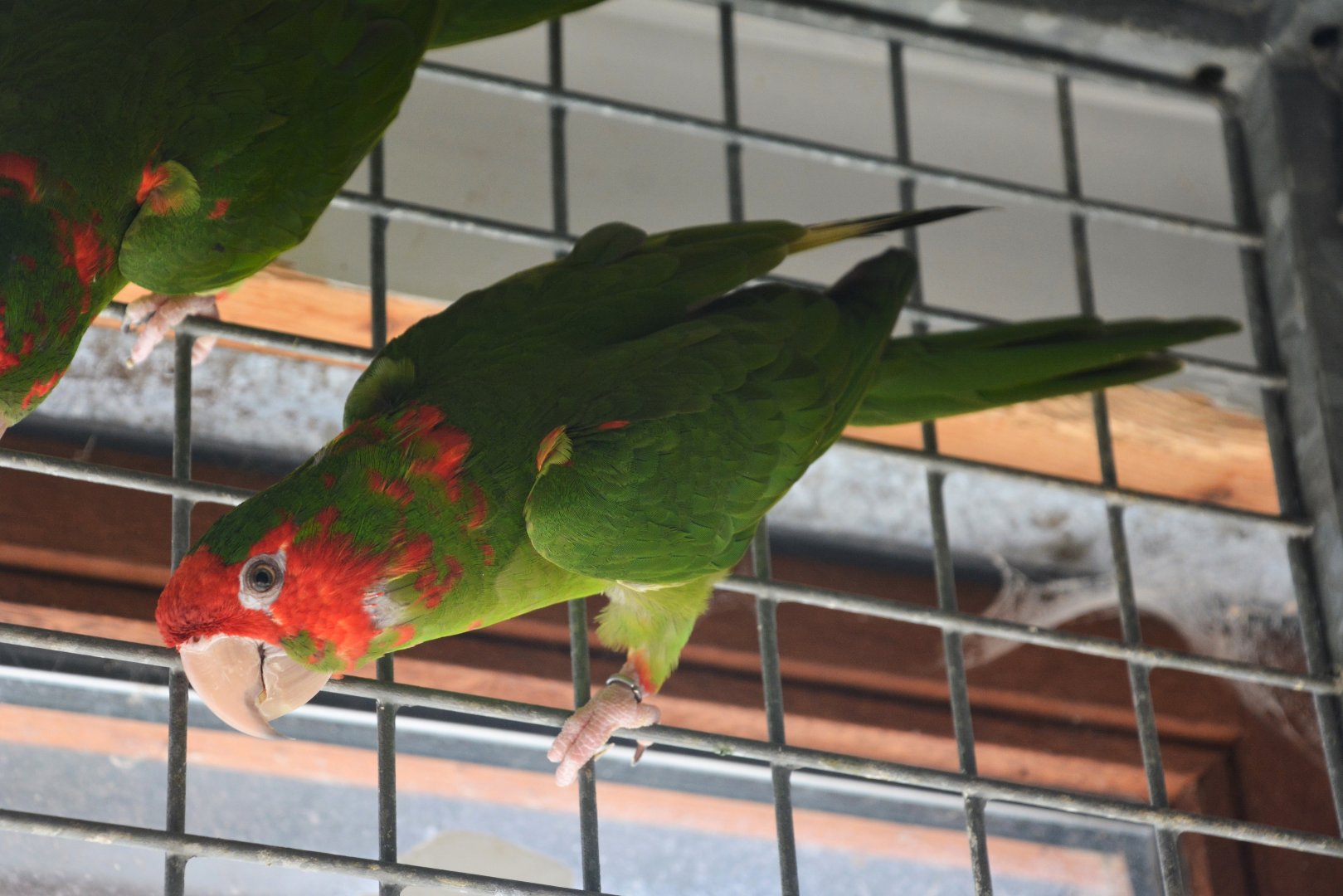 Tucumán mitred parakeet (Psittacara mitratus tucumanus)