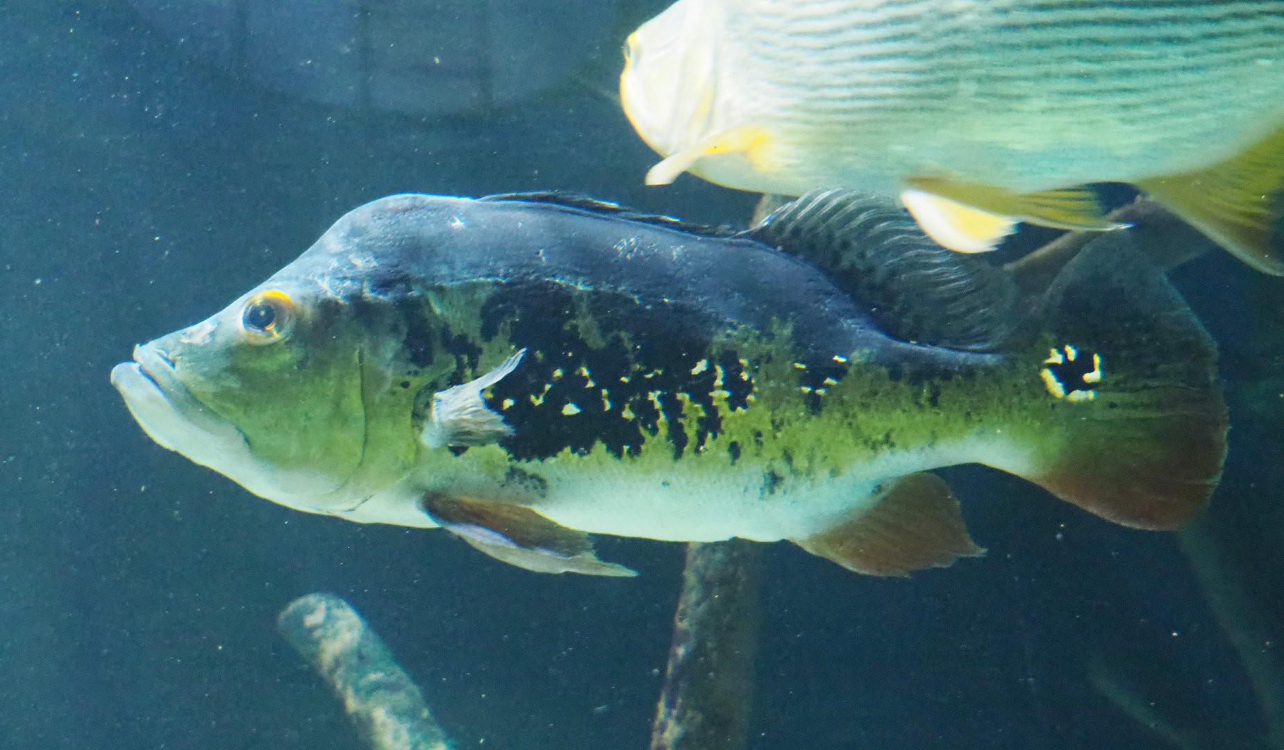 Tucunare peacock bass (Cichla monoculus), 2021-06-12