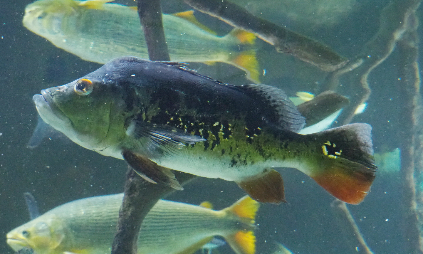 Tucunare peacock bass (Cichla monoculus), 2021-07-17