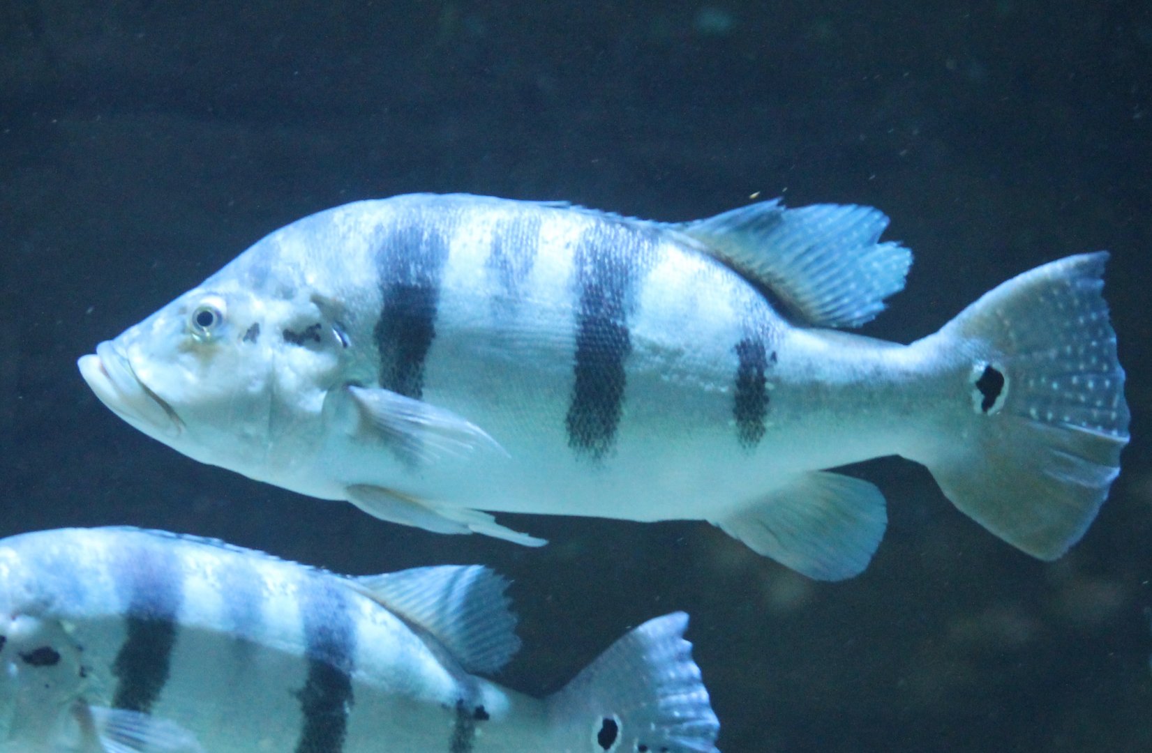 Tucunare peacock bass - Cichla monoculus