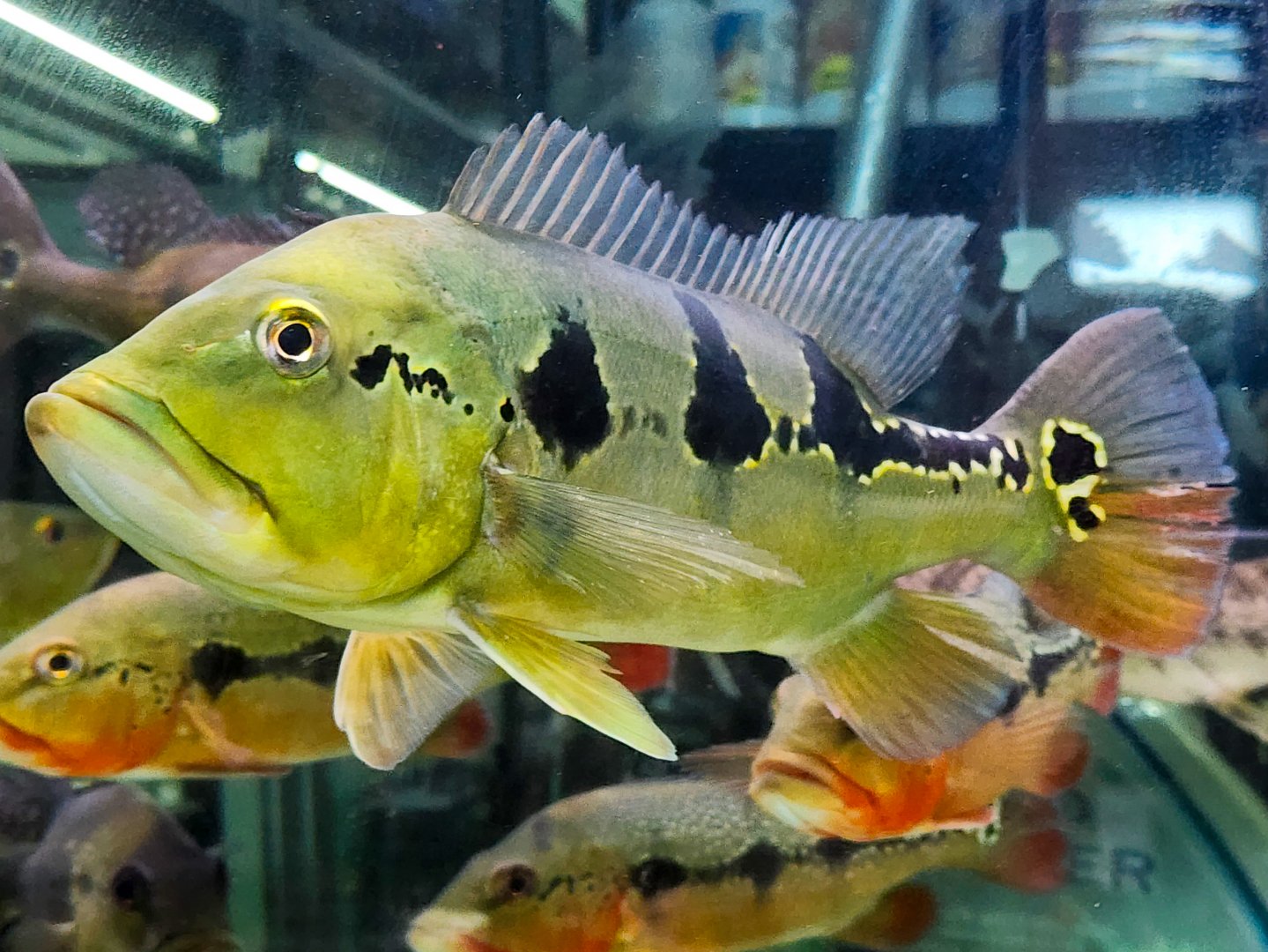Tucunaré Pinima (Cichla pinima)