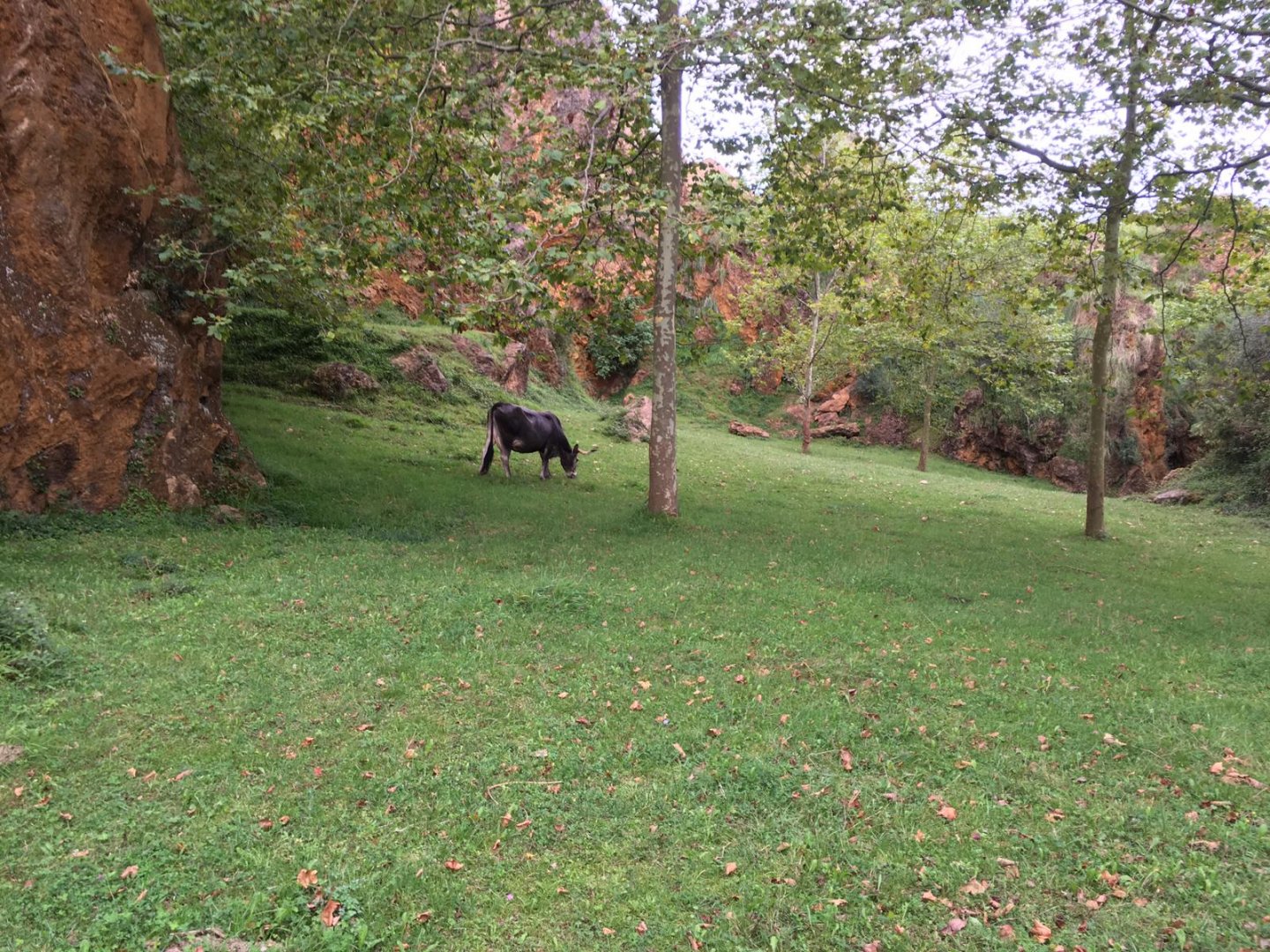 Tudanca cattle exhibit-Cabarceno 2019
