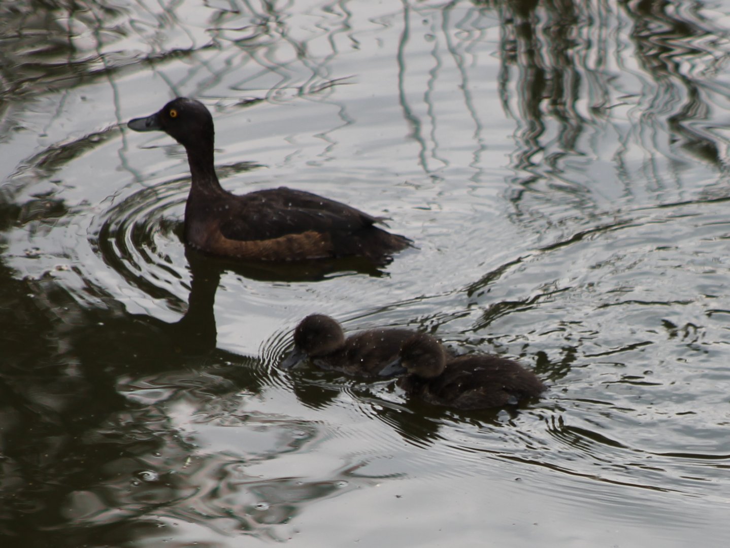 Tuffted duck with ducklings