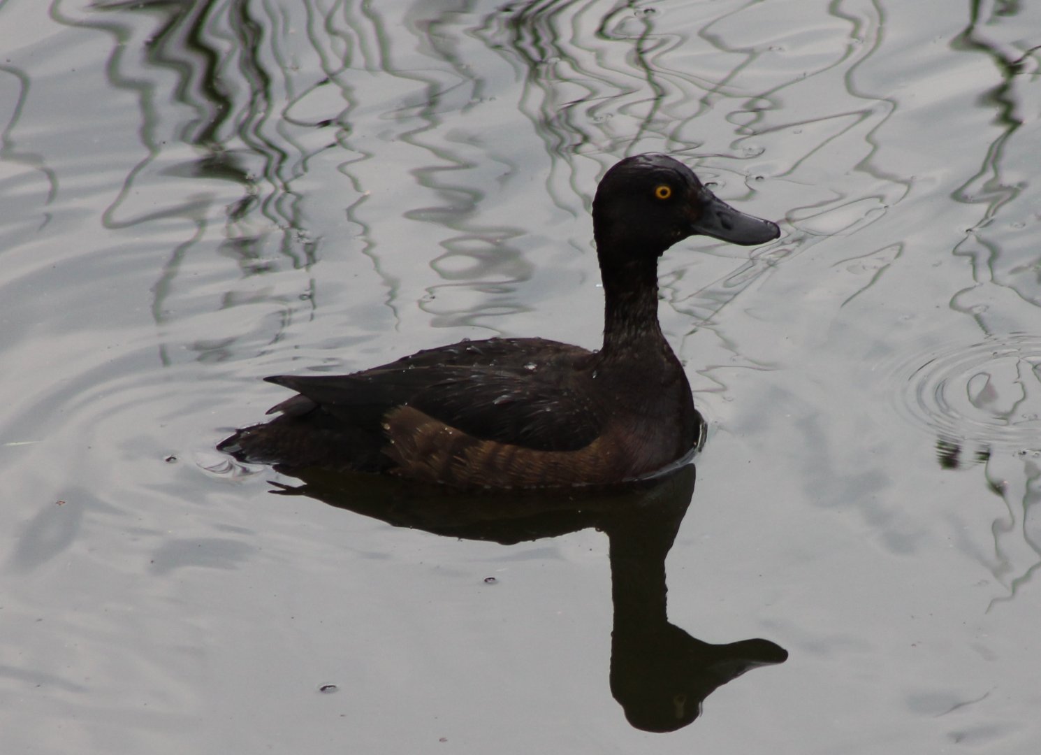Tuffted duck