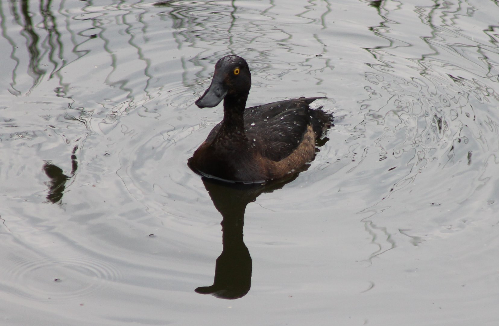 Tuffted duck