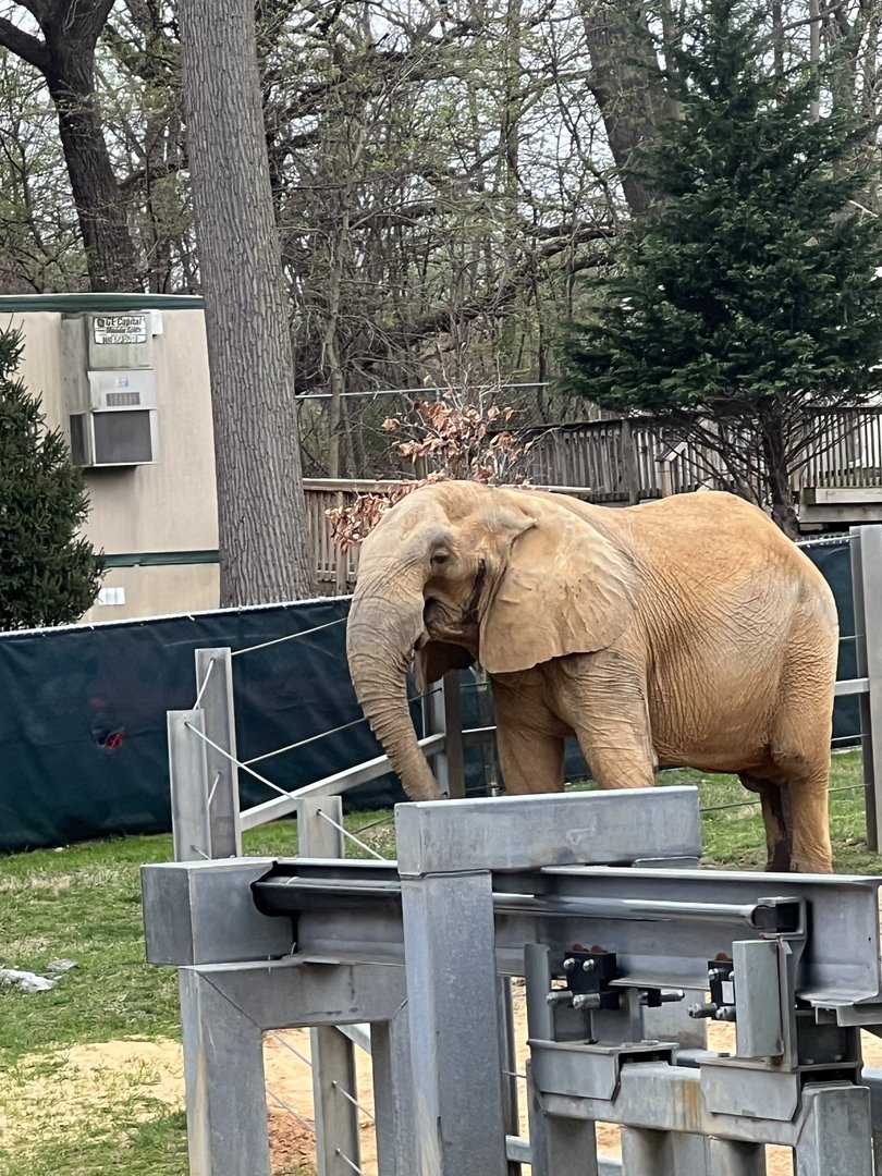 Tuffy the male African Elephant