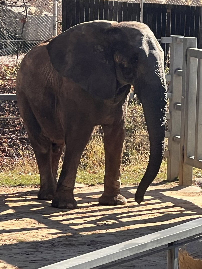 Tuffy the male African elephant