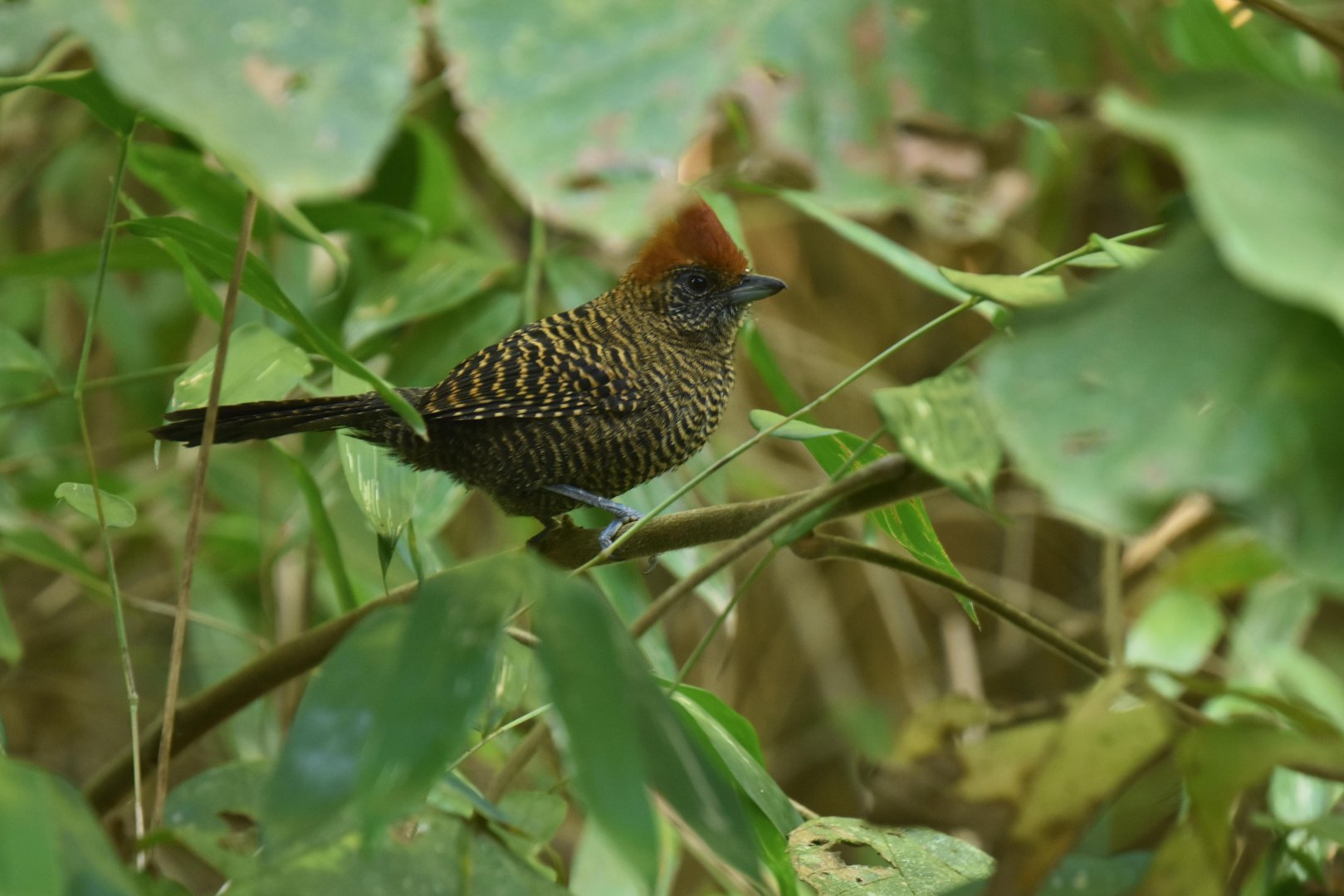 Tufted Antshrike (Mackenziaena severa)