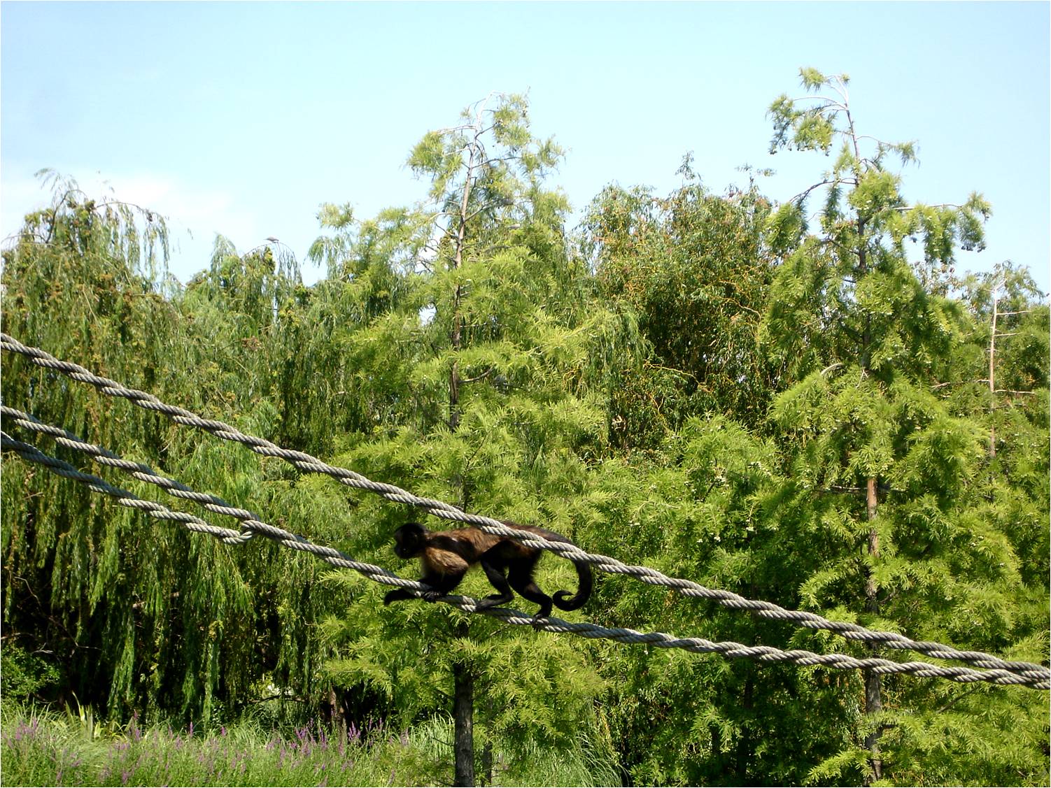 Tufted Capuchin at Faunia, 21/07/12