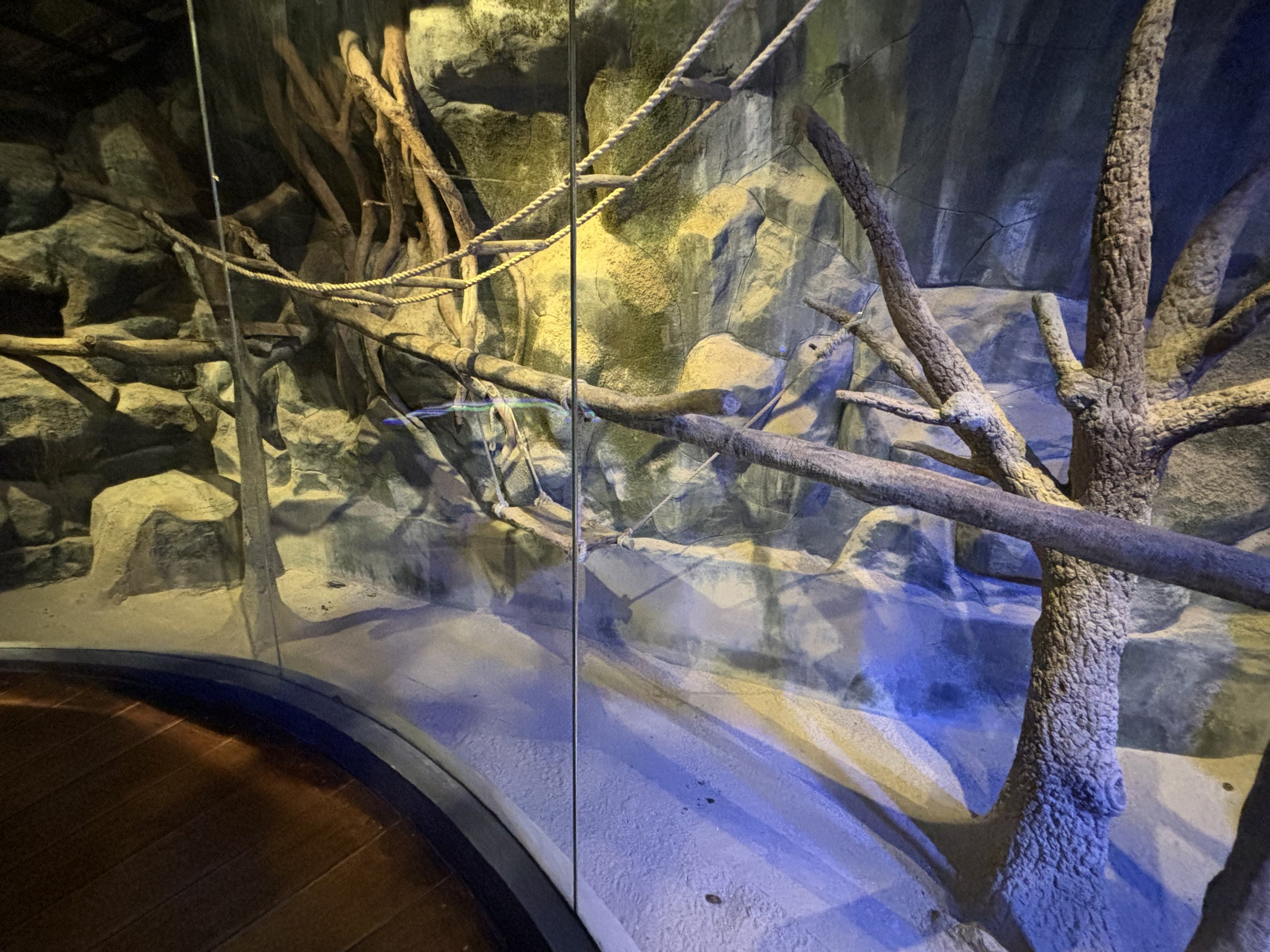 Tufted Capuchin/Binturong Exhibit