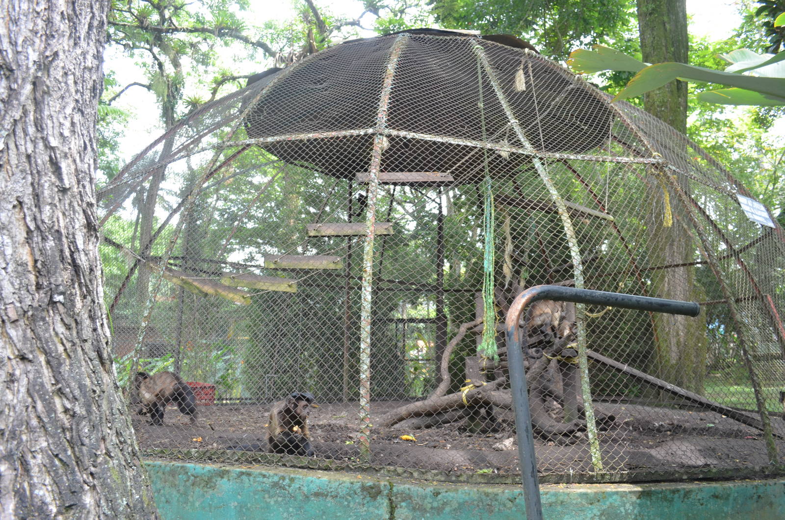 Tufted Capuchin cage