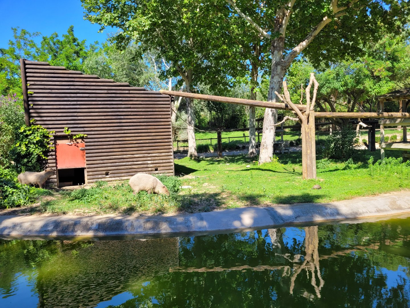 Tufted capuchin, Capybara and Red-eared slider exhibit -Sendaviva (2024)