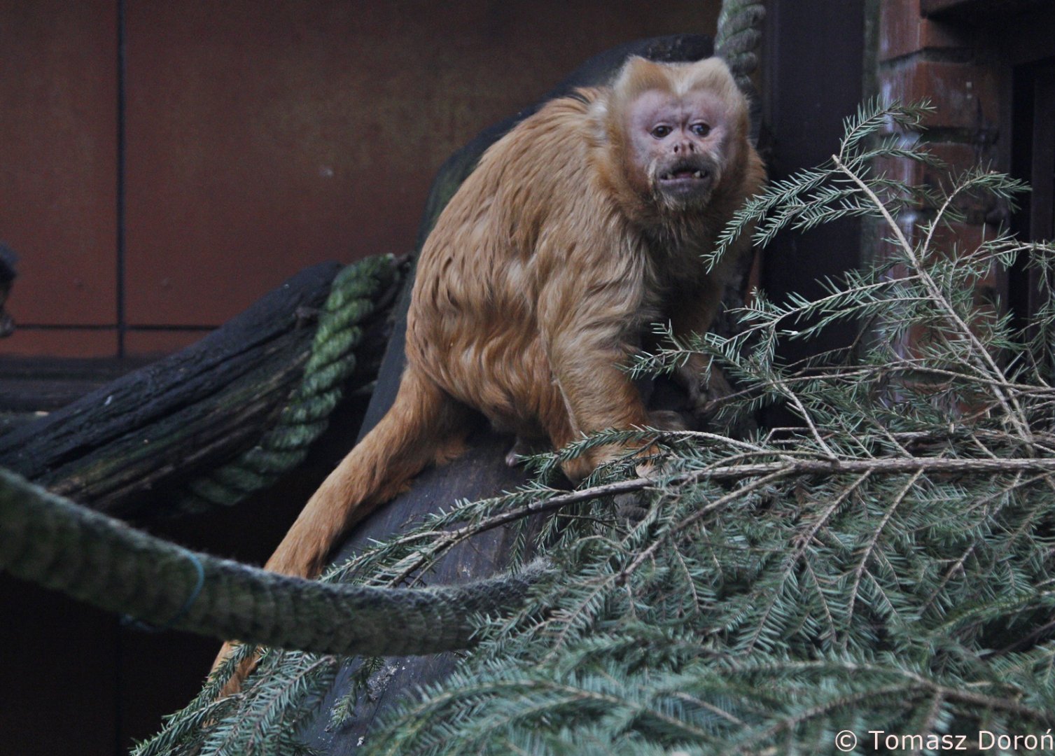 Tufted Capuchin (Cebus apella), January 2020