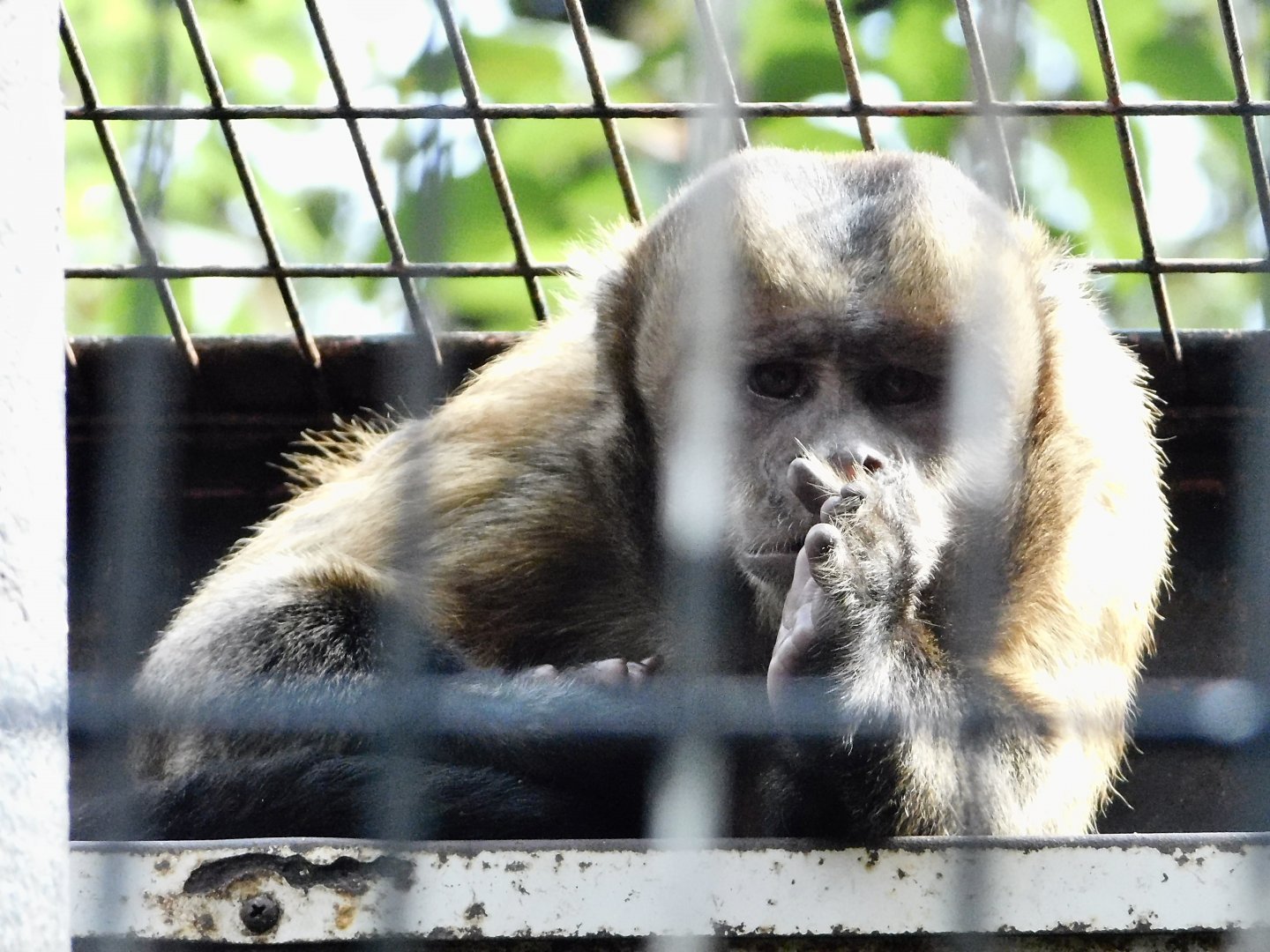 Tufted Capuchin (Cebus apella) - Yumemigasaki Zoological Park October 12, 2025