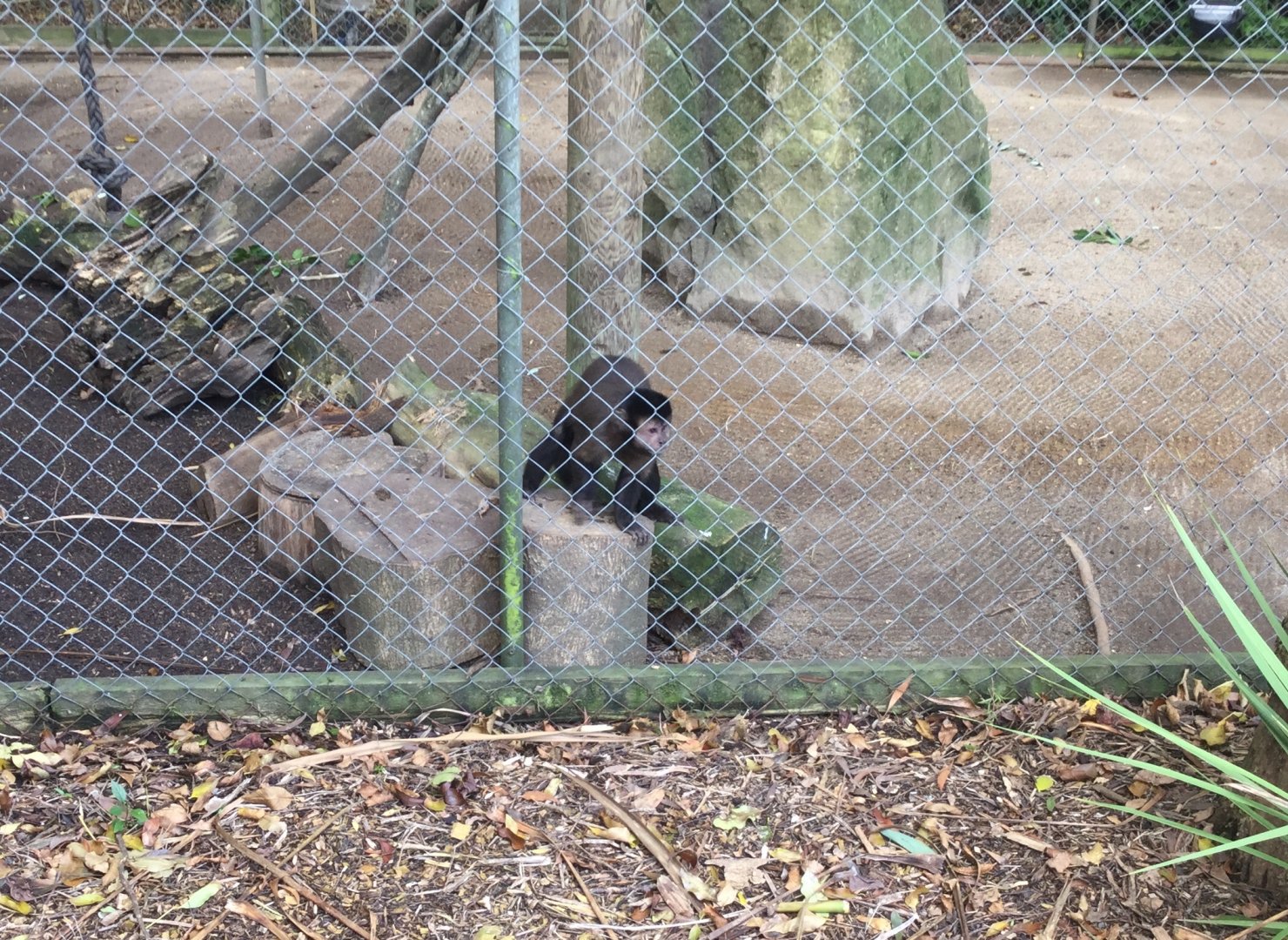 Tufted capuchin (Cebus apella)