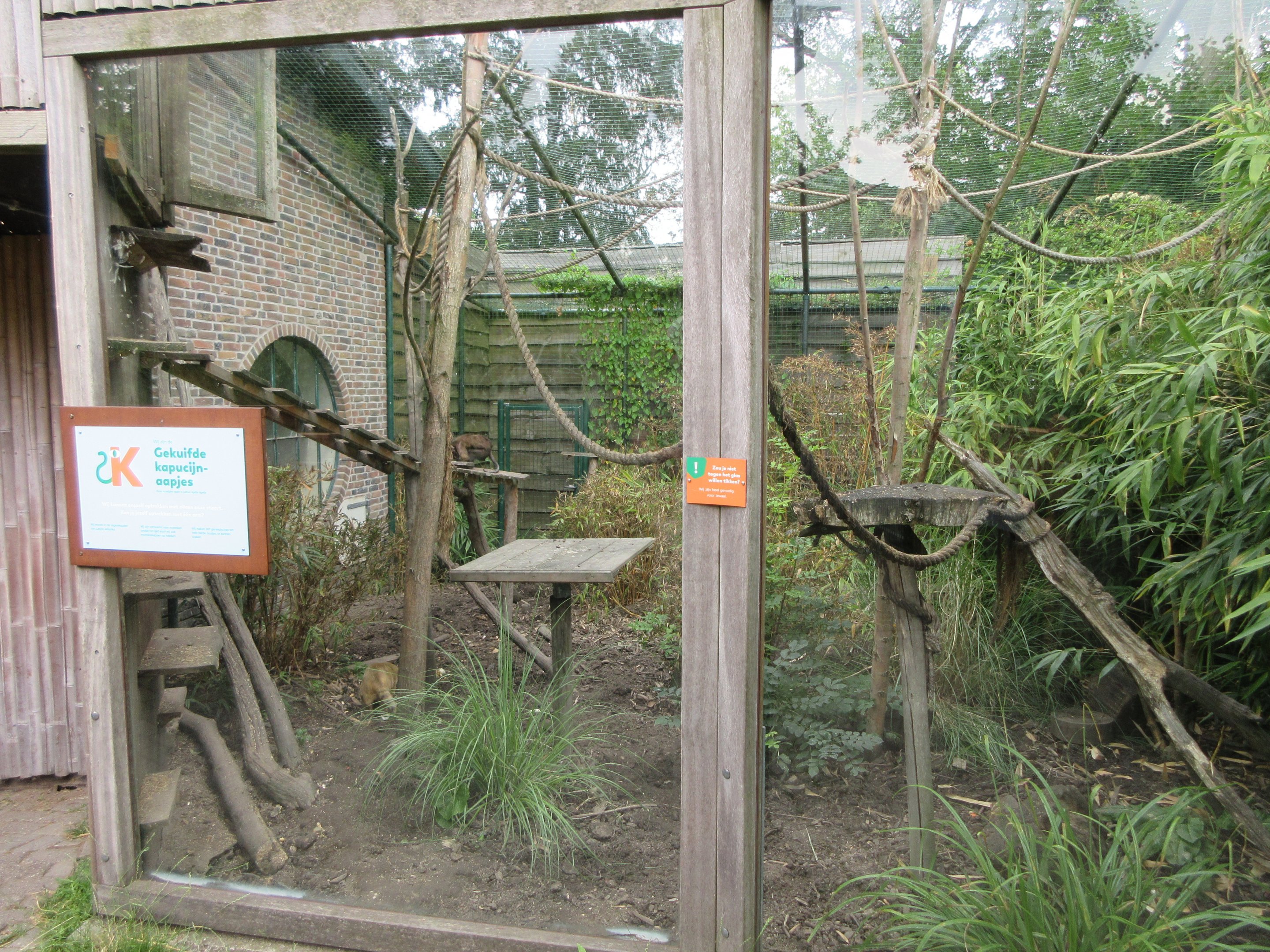 Tufted Capuchin/Coati Exhibit (mixed-species)