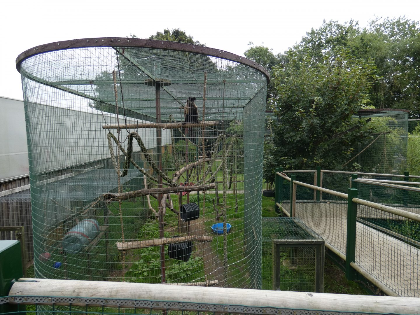 Tufted capuchin enclosure