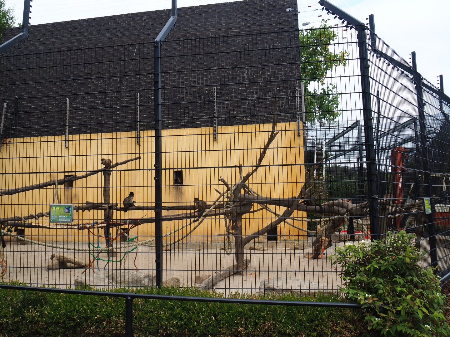 Tufted capuchin exhibit (Aug 28th, 2018)