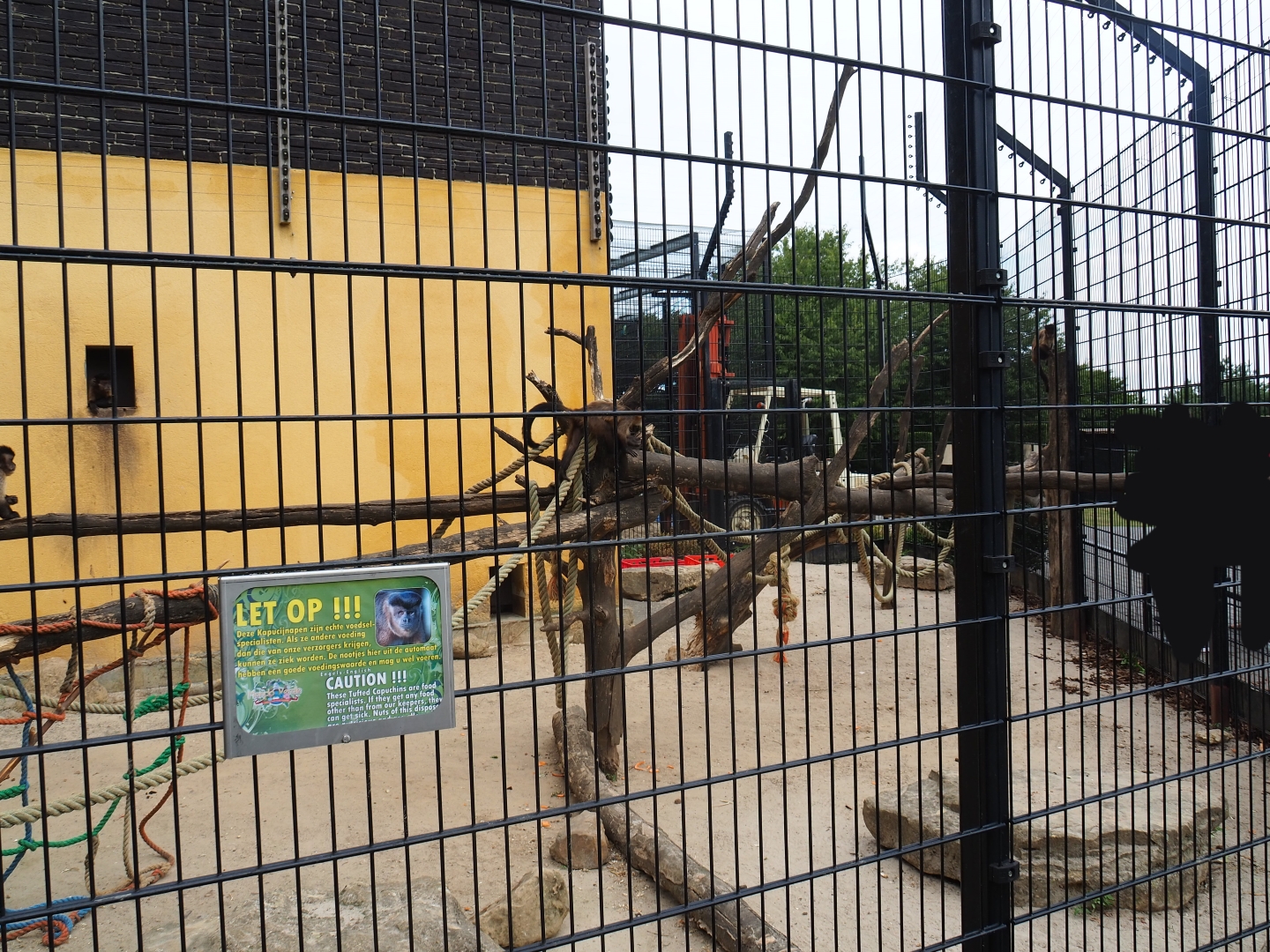 Tufted capuchin exhibit (Aug 28th, 2018)