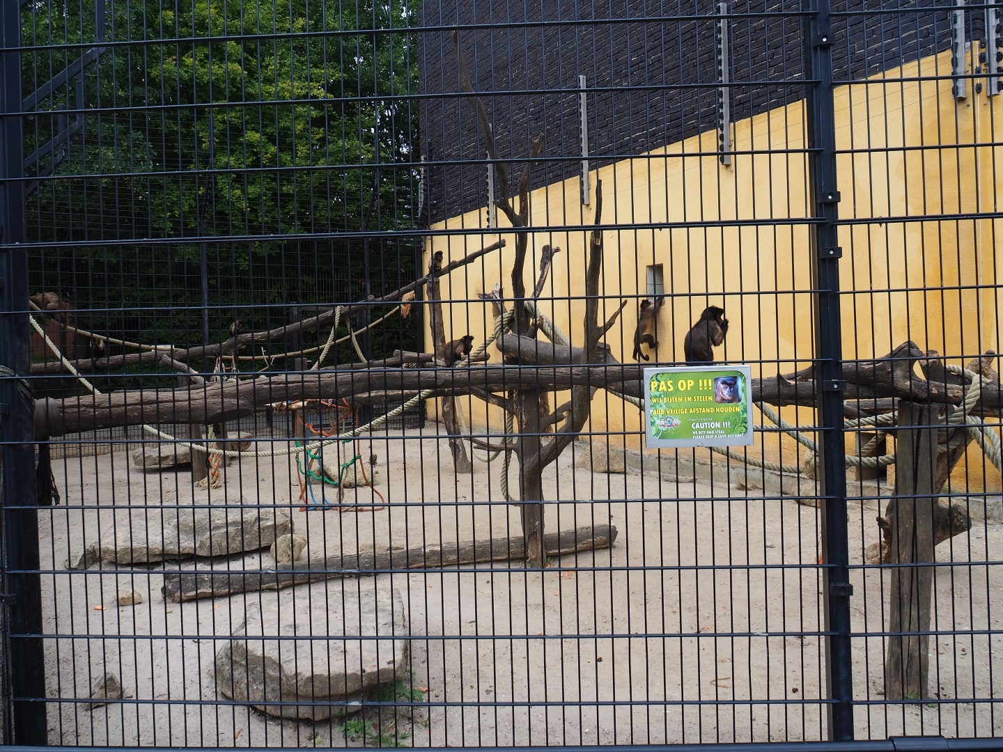 Tufted capuchin exhibit (Aug 28th, 2018)