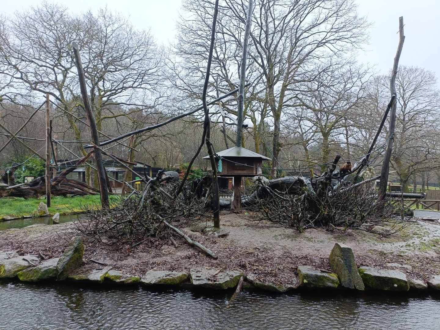 Tufted capuchin exhibit -Marcelle Naturaleza