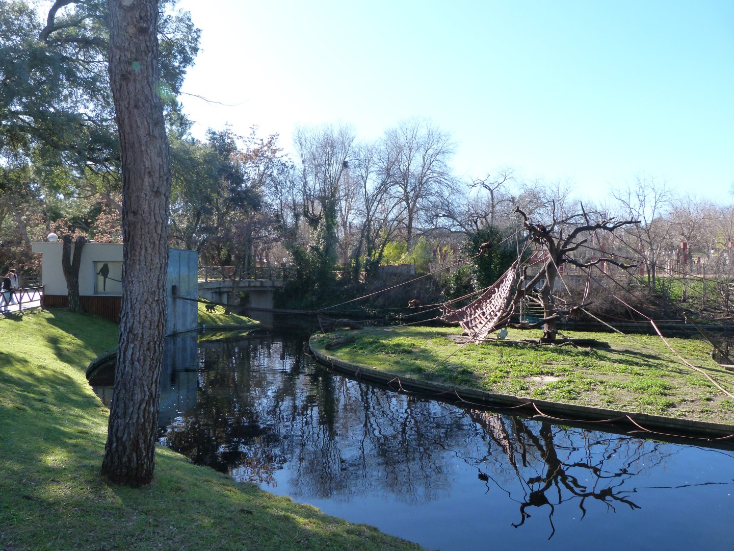 Tufted capuchin exhibit -Zoo Aquarium de Madrid (2025)