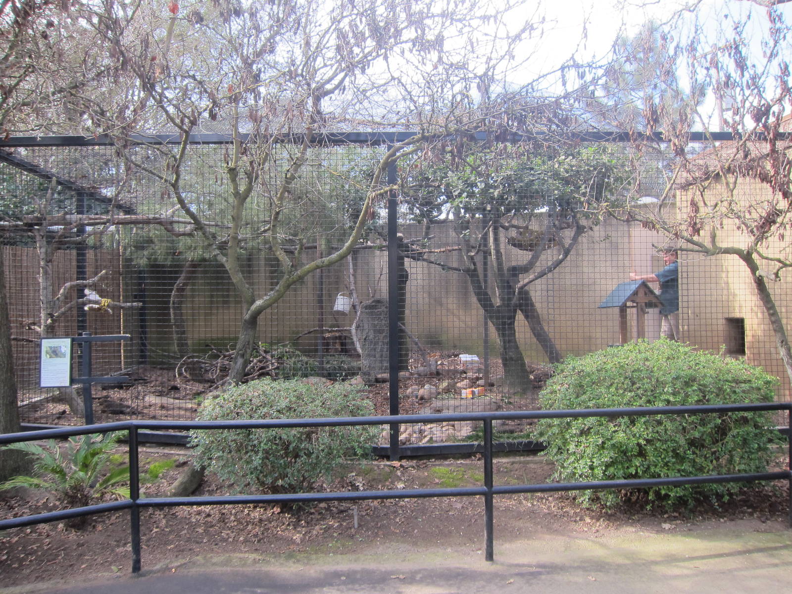 Tufted Capuchin Exhibit