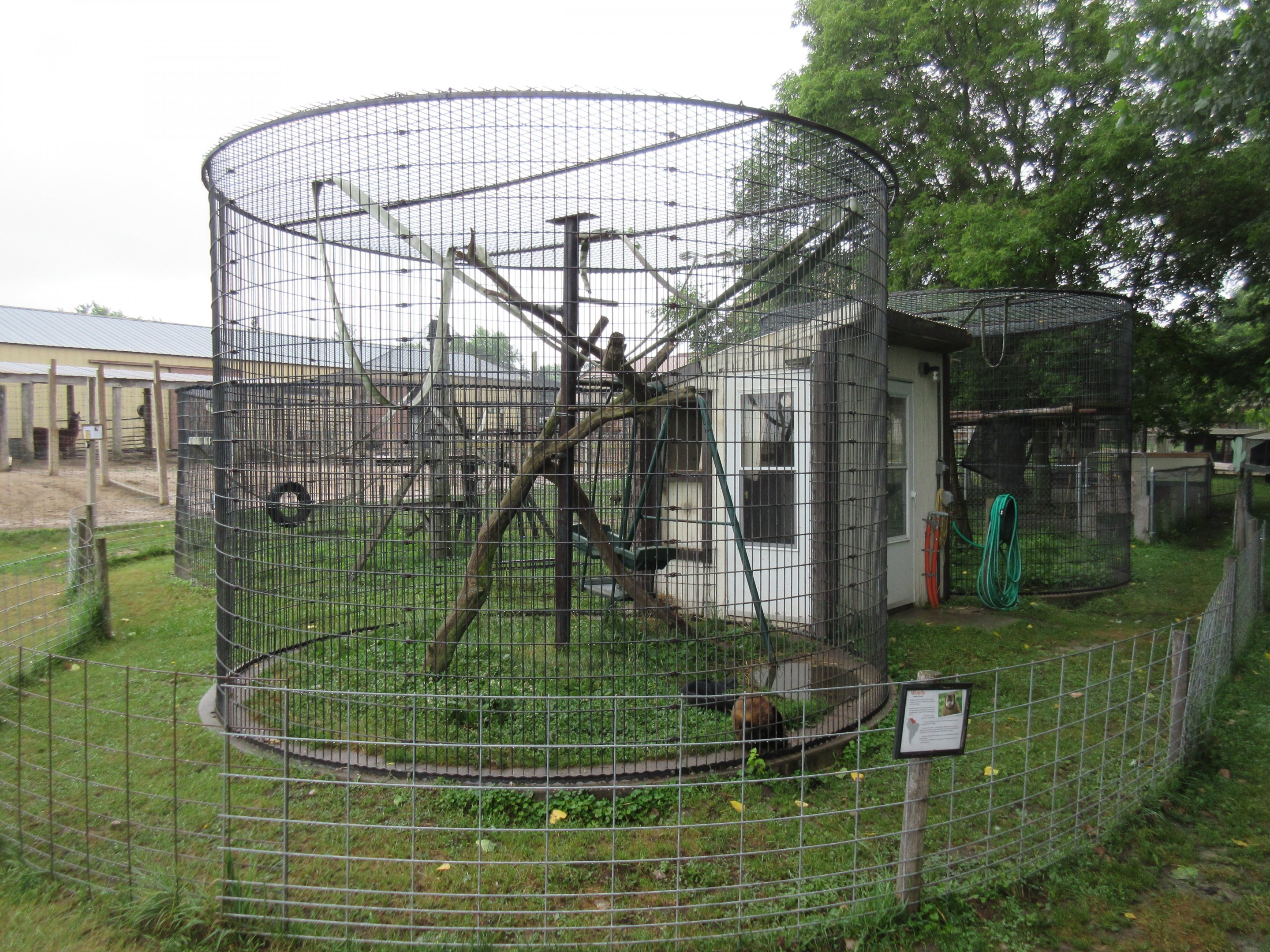 Tufted Capuchin Exhibit