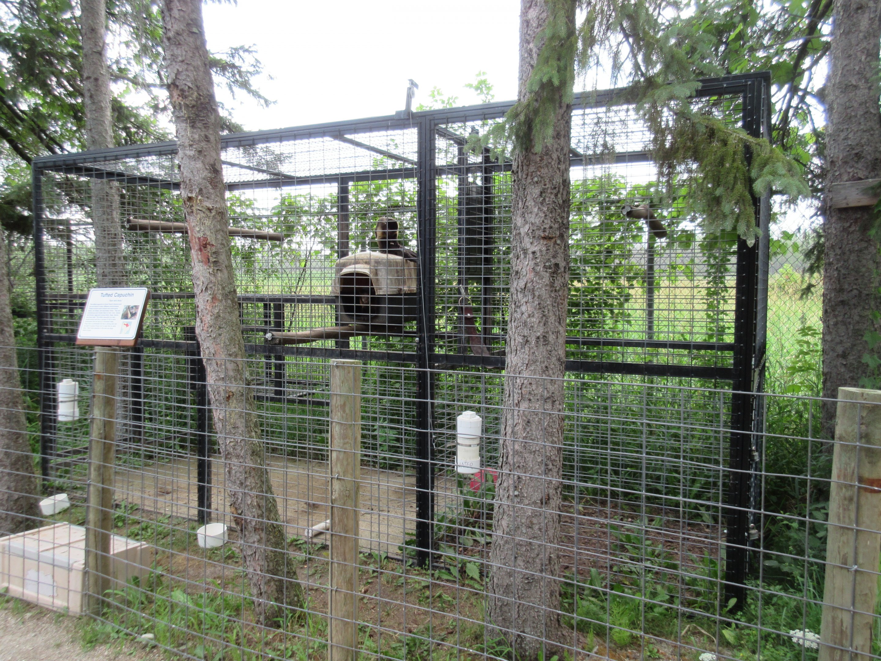 Tufted Capuchin Exhibit