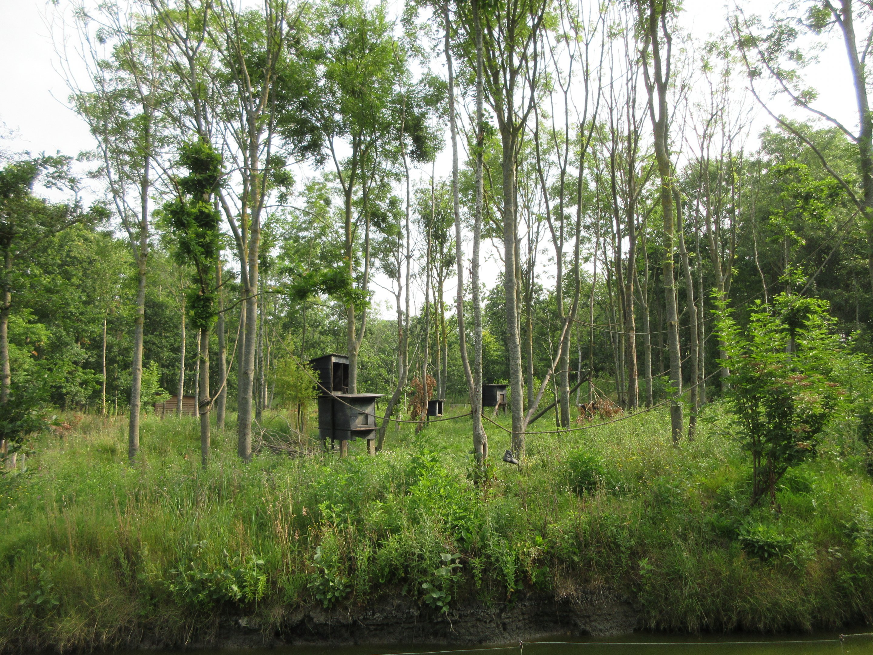 Tufted Capuchin Exhibit
