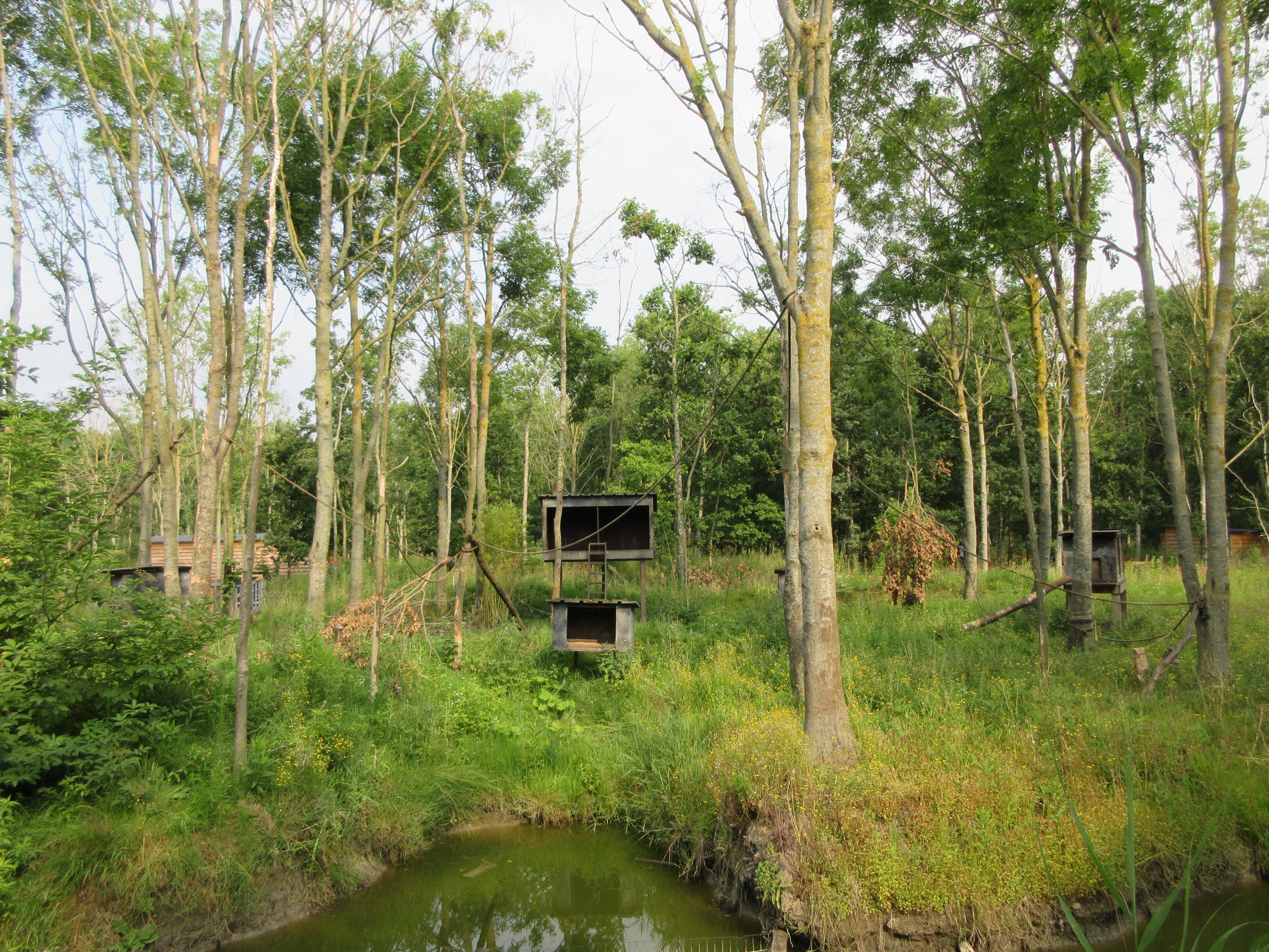 Tufted Capuchin Exhibit
