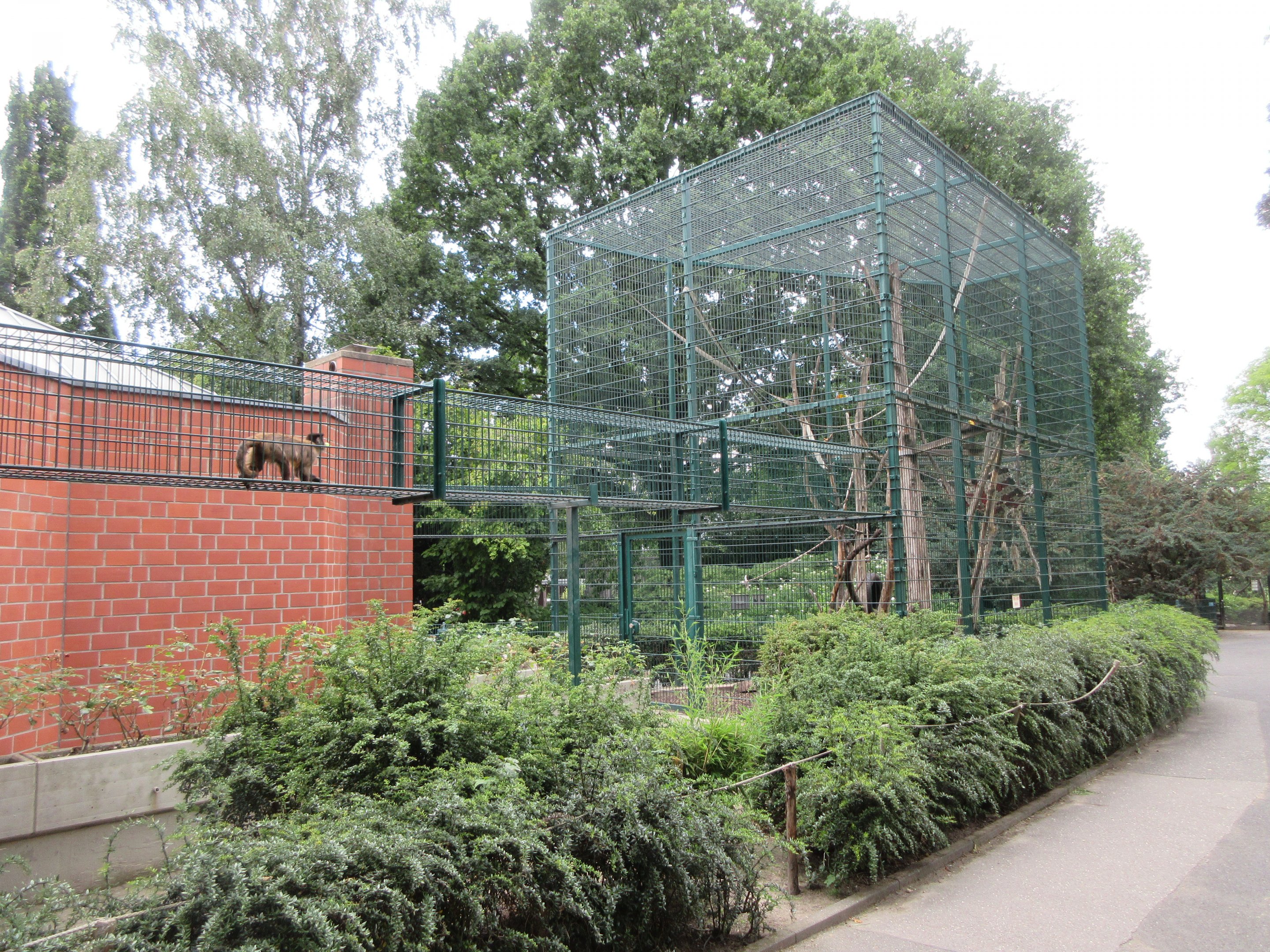 Tufted Capuchin Exhibit