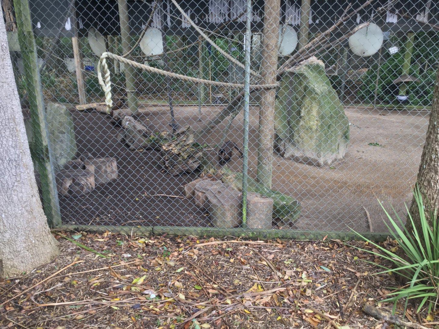 Tufted Capuchin Exhibit