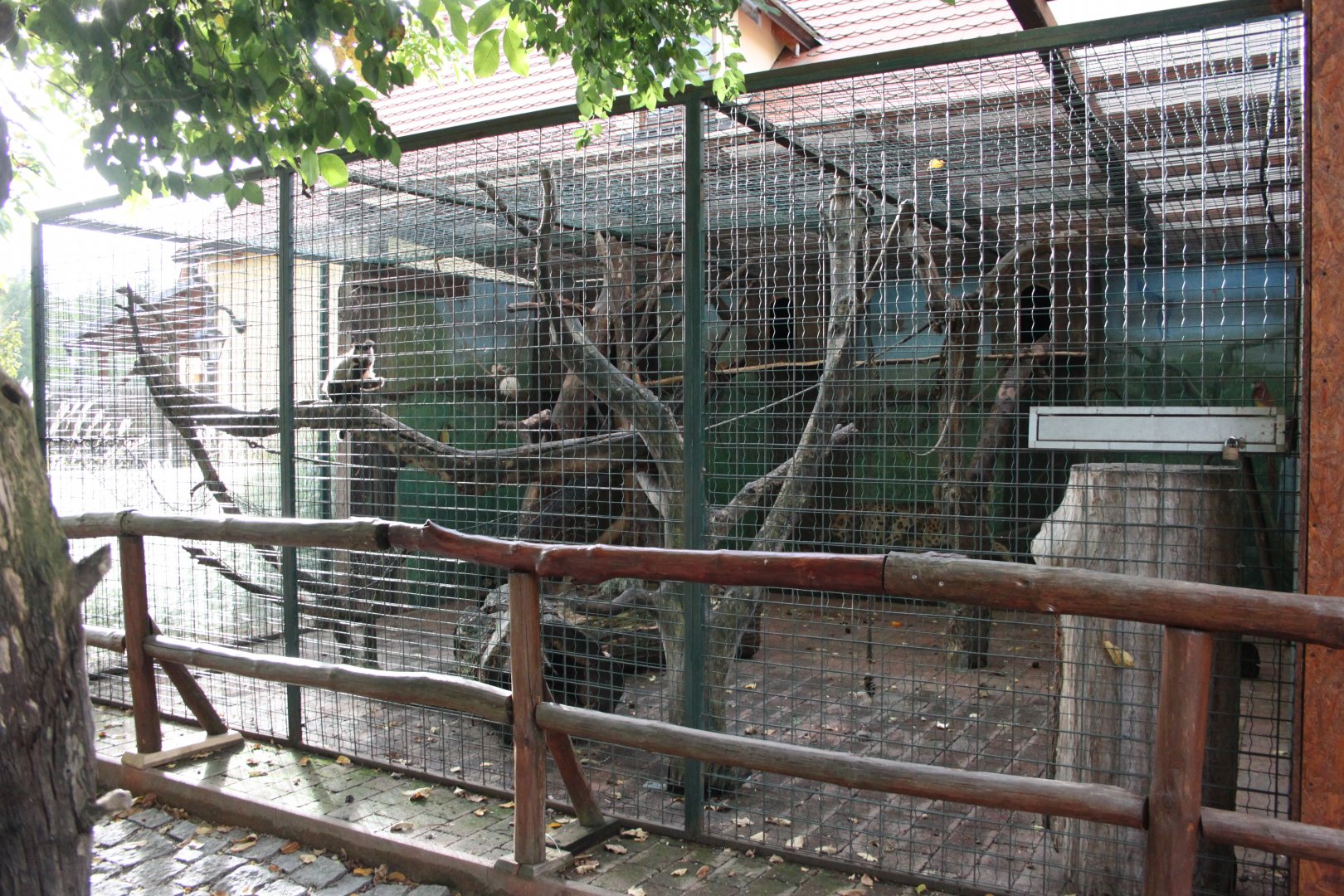 Tufted capuchin exhibit