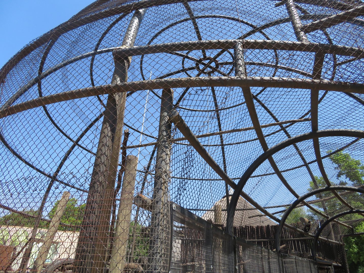 Tufted Capuchin Exhibit