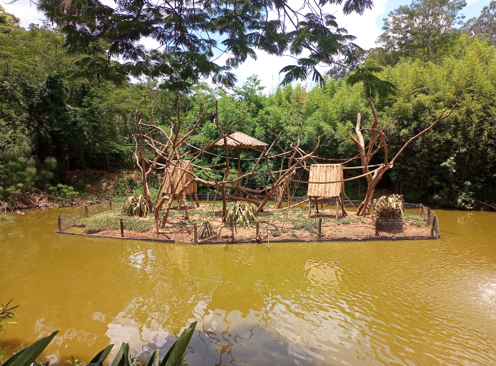 Tufted capuchin exhibit
