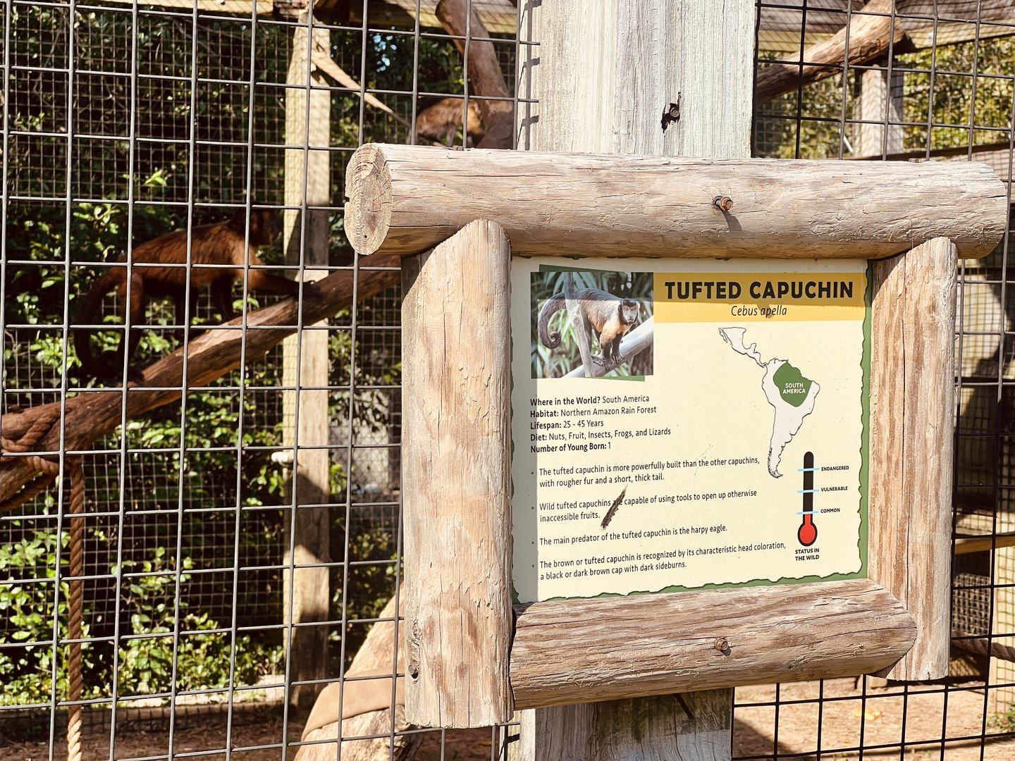 Tufted Capuchin Exhibit