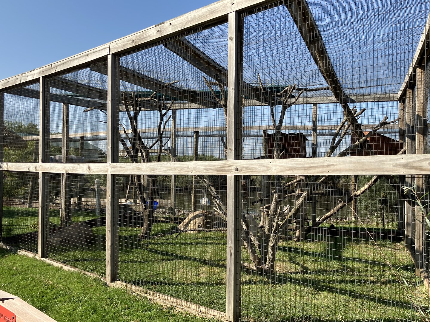 Tufted Capuchin Exhibit