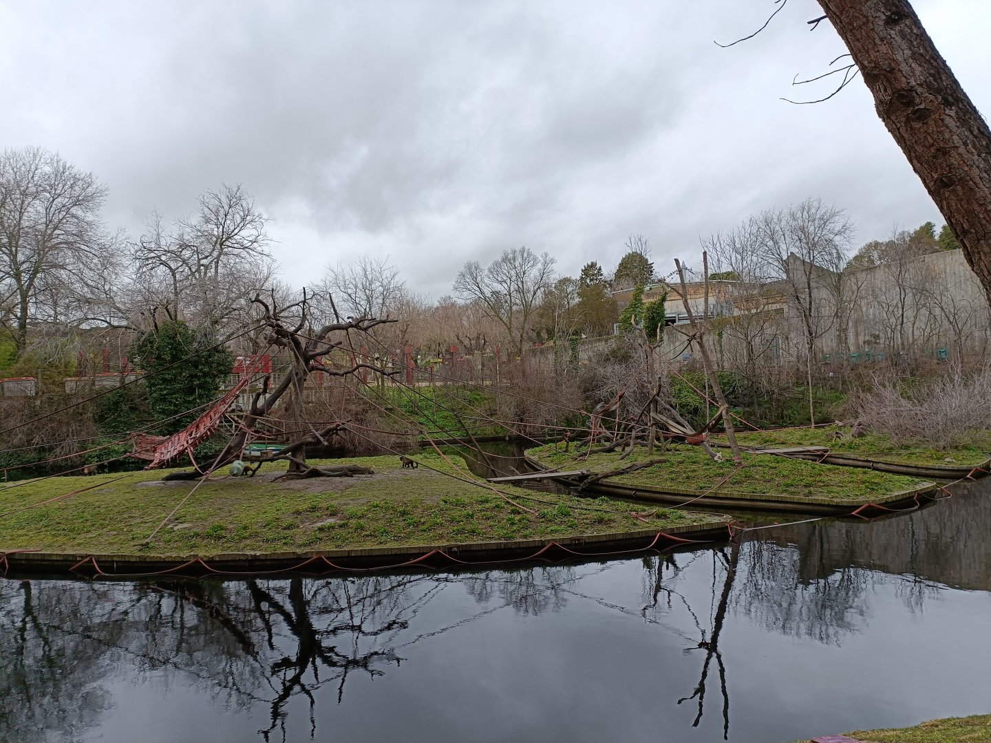 Tufted capuchin exhibit