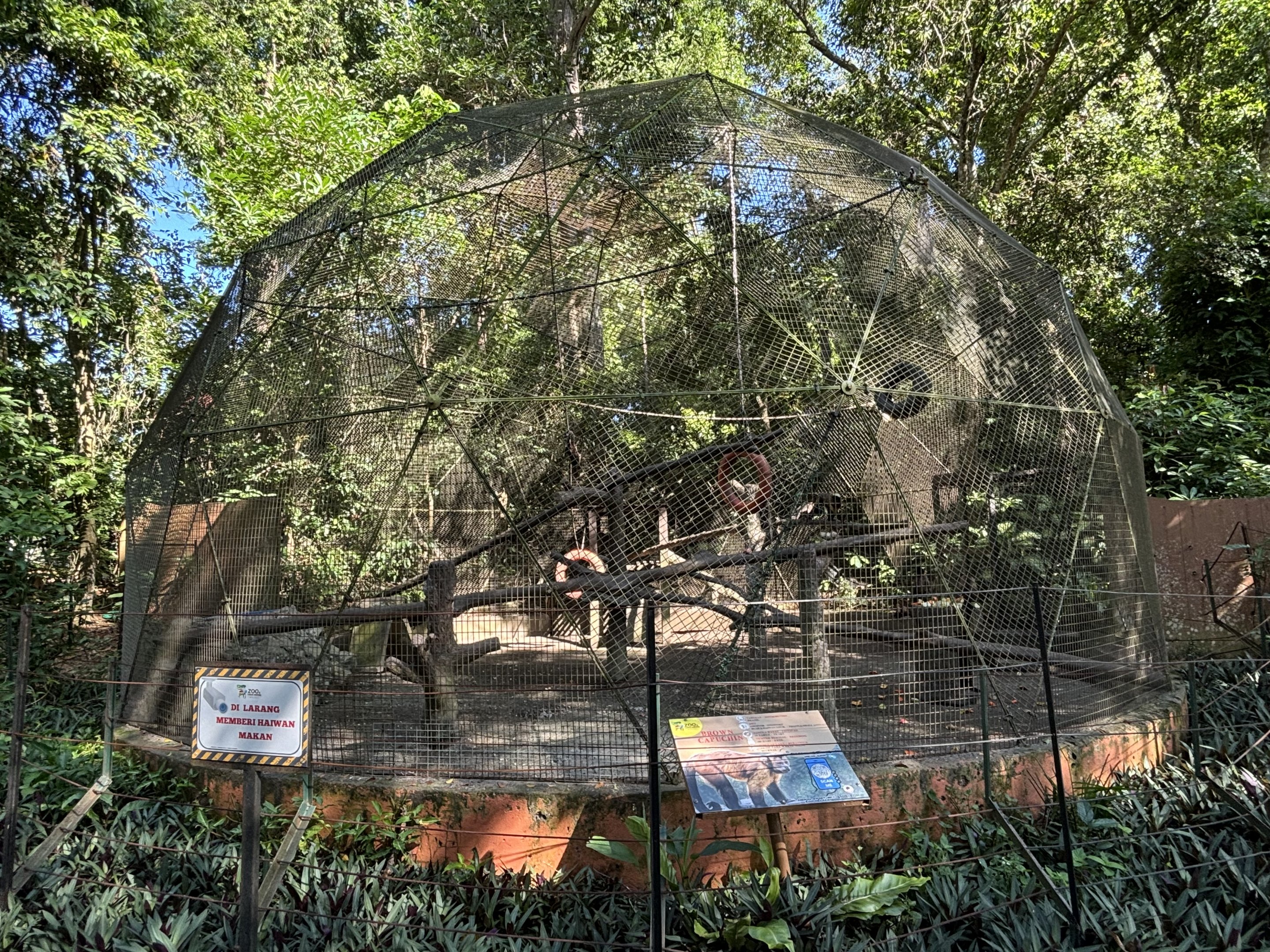 Tufted Capuchin Exhibit