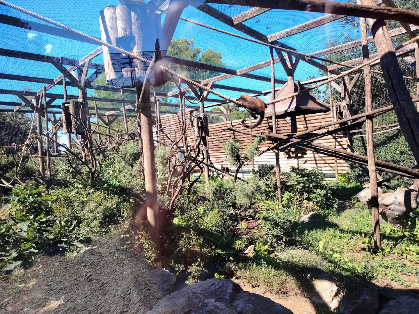 Tufted Capuchin Exhibit