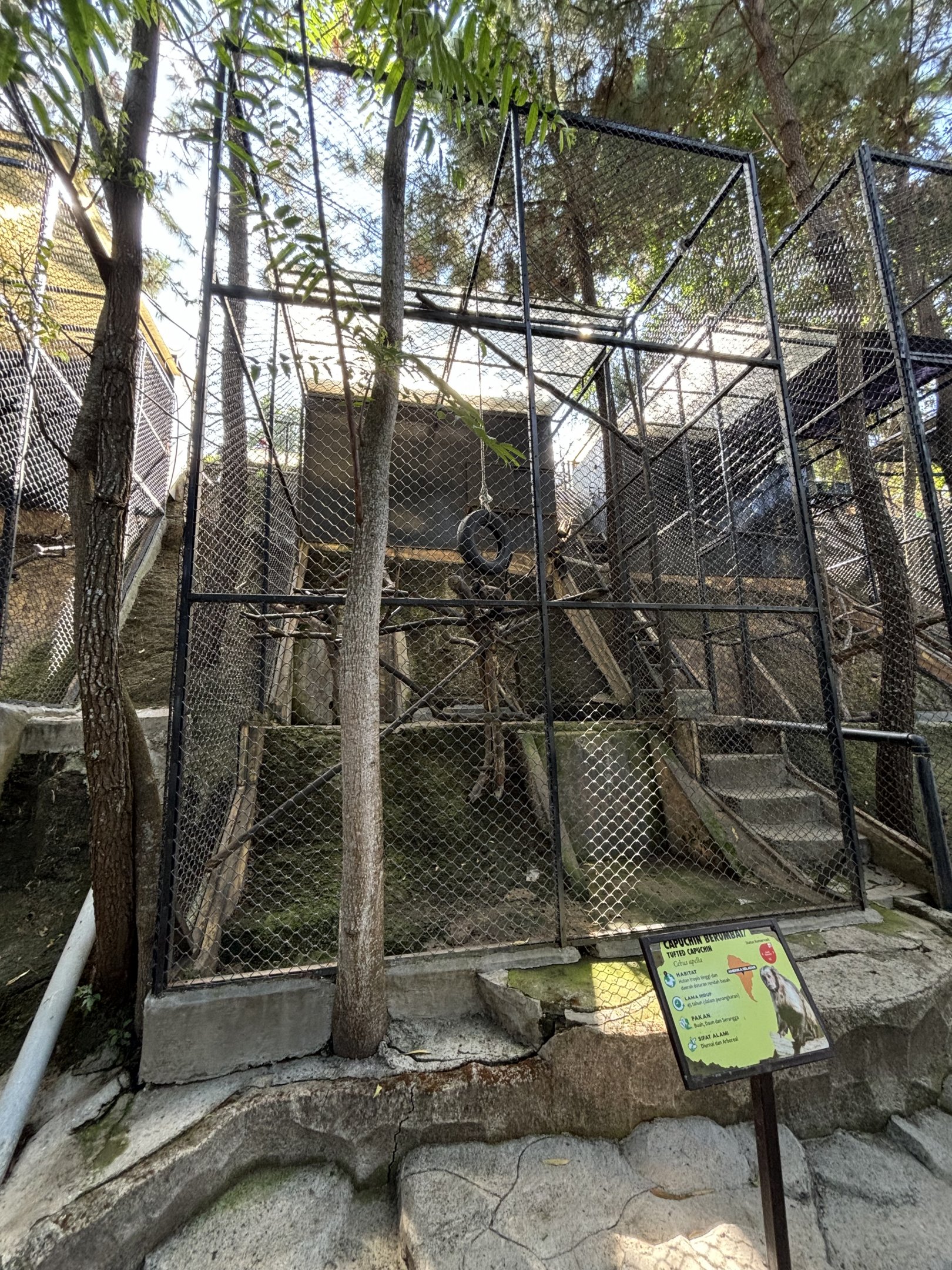 Tufted Capuchin Exhibit