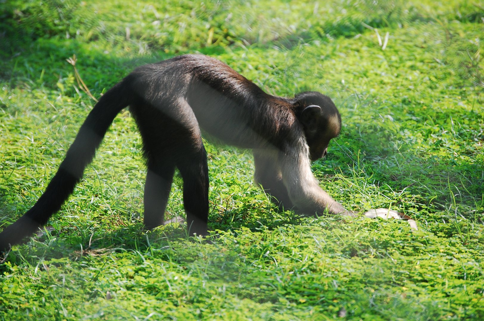 Tufted capuchin foraging - Lahore zoo 17/11/2019