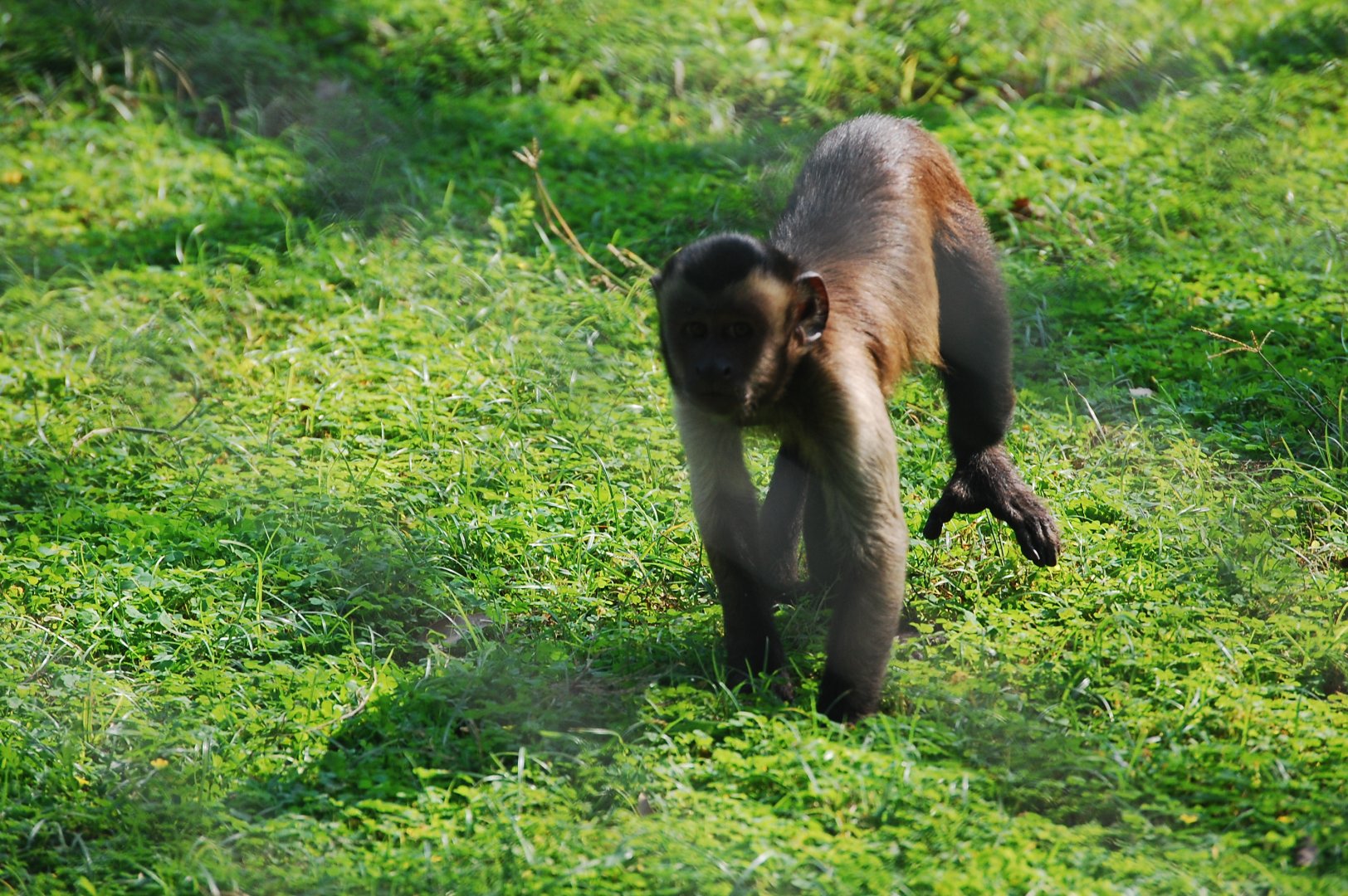 Tufted capuchin foraging - Lahore zoo 17/11/2019